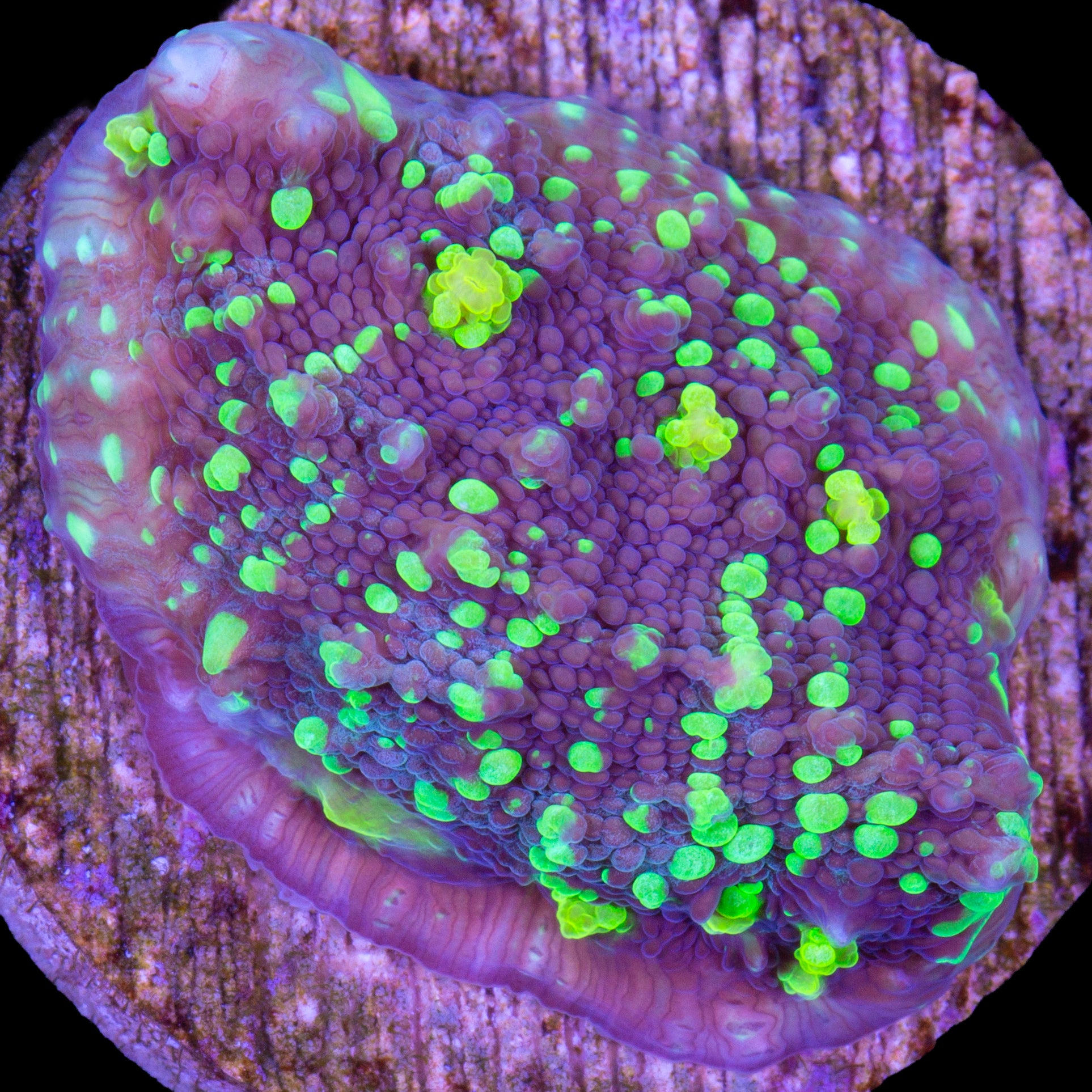 Vivid's Shooting Star Echinophyllia Coral