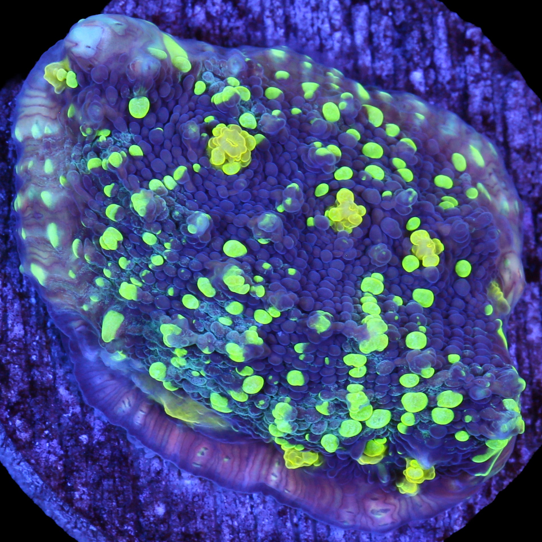 Vivid's Shooting Star Echinophyllia Coral