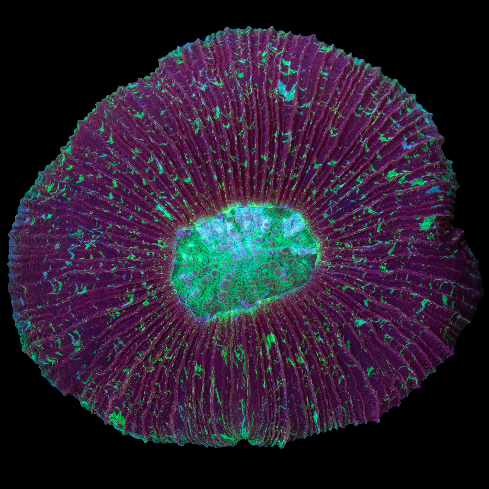 Sparkled Trachyphyllia Coral