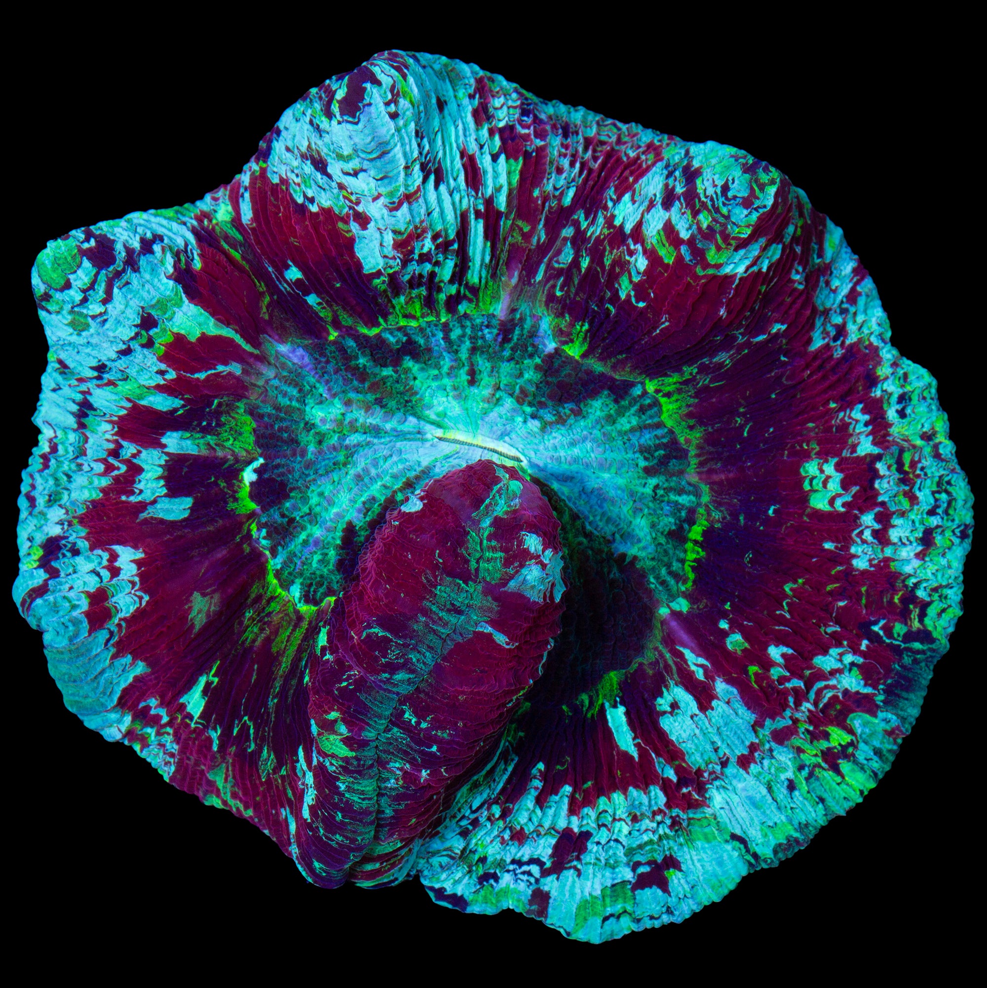 Wellsophyllia Coral Colony