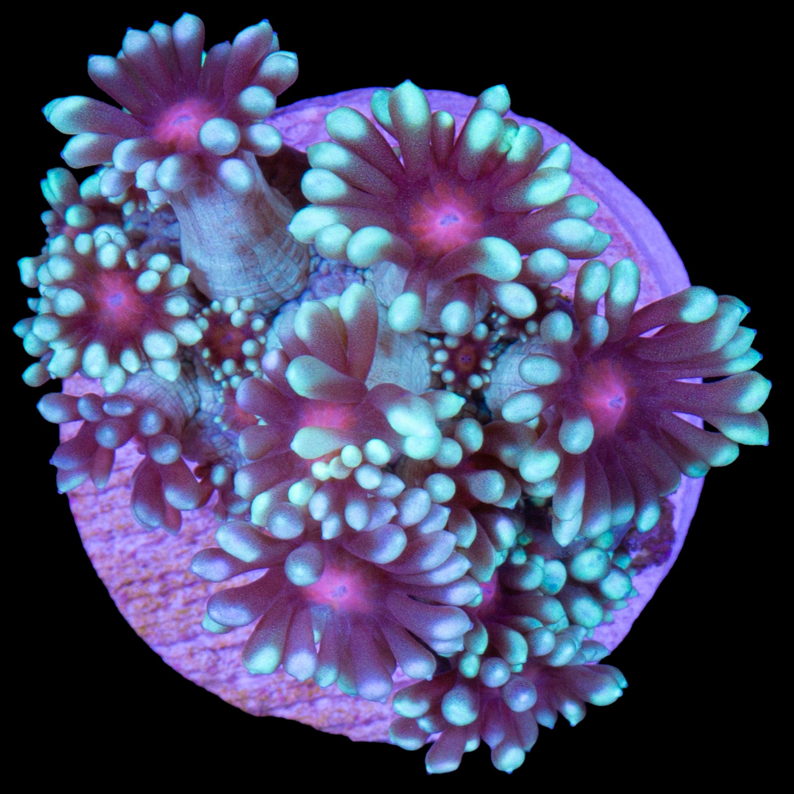 Sakura Goniopora Coral