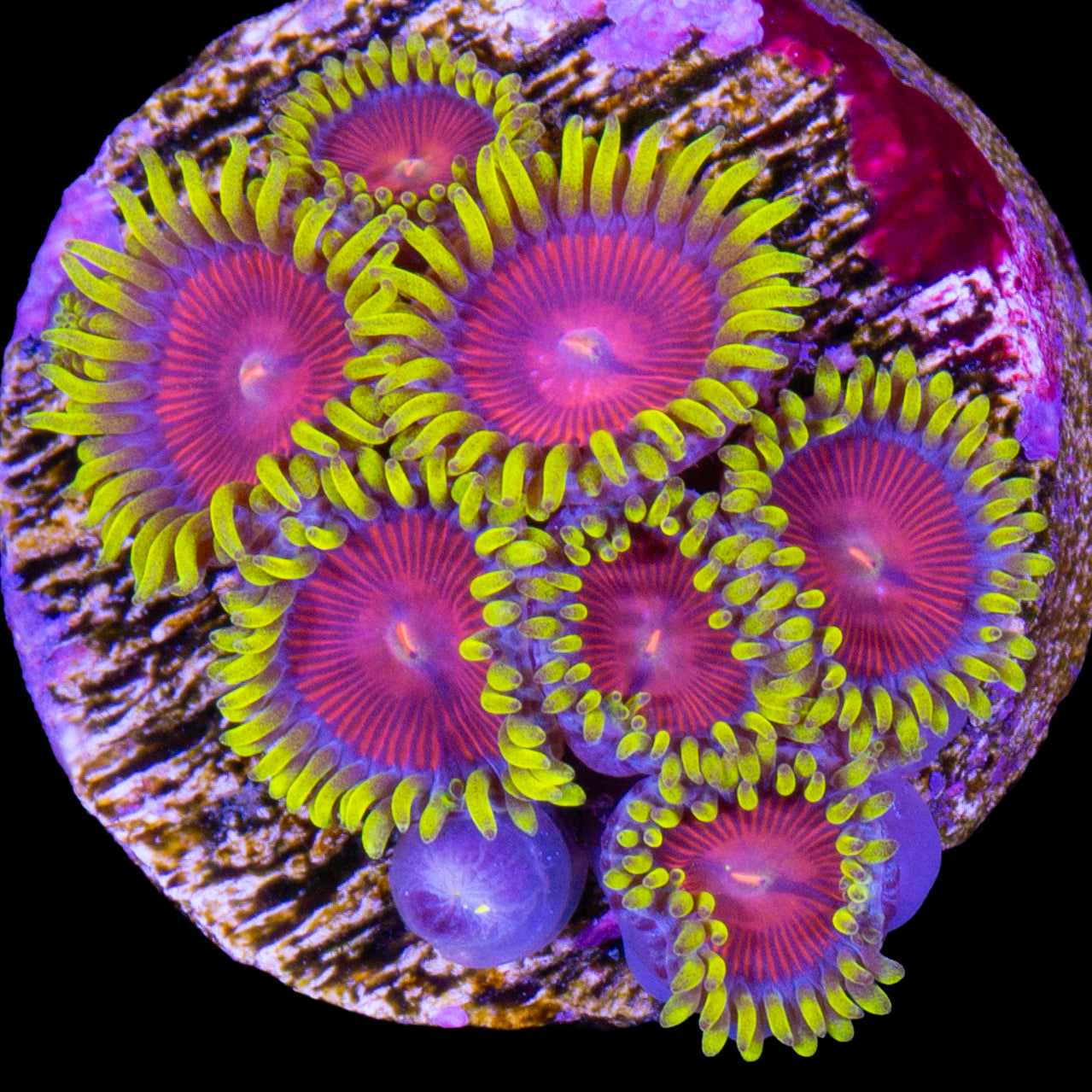 Vivid’s Ironman Zoanthids