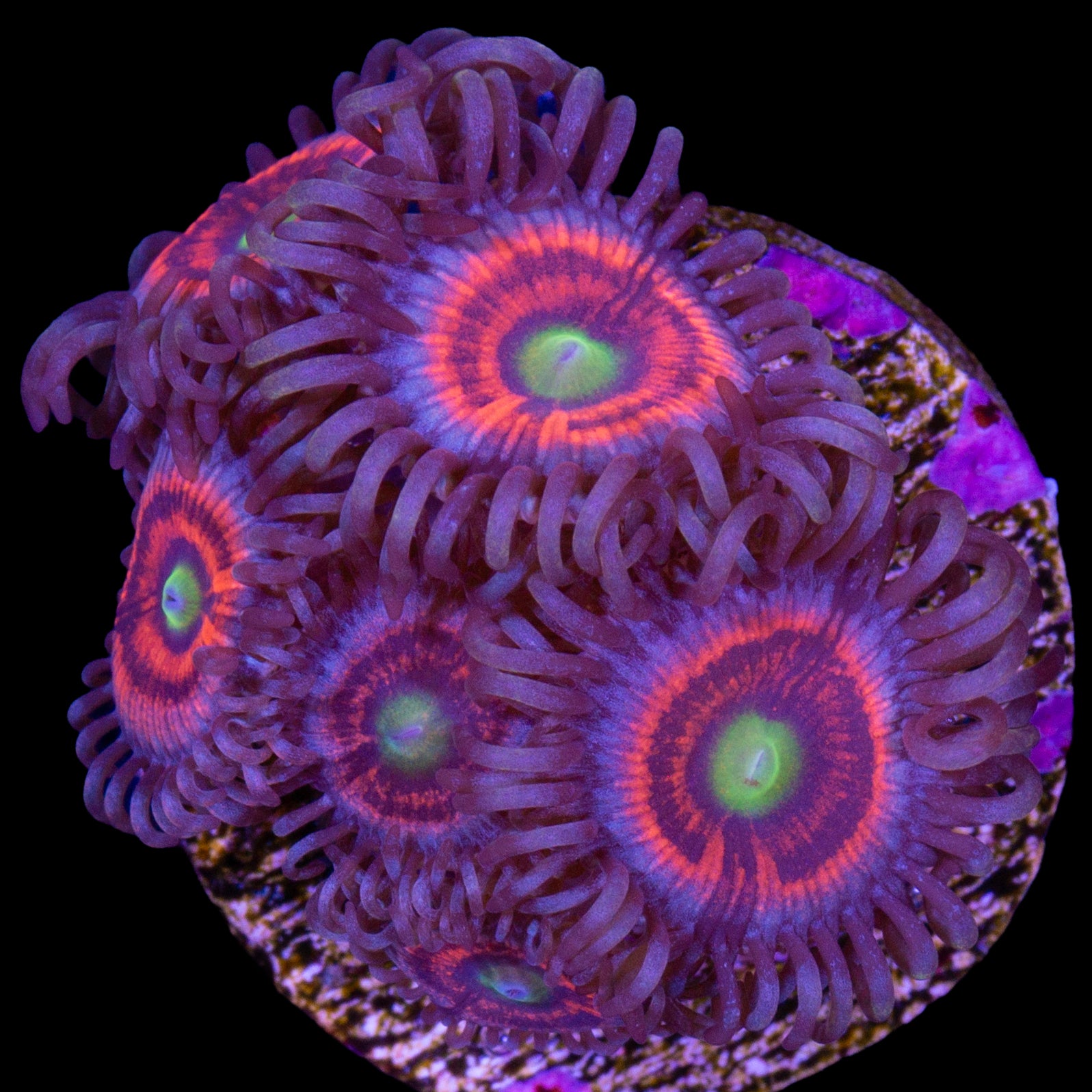 Gobstopper Zoanthid Coral