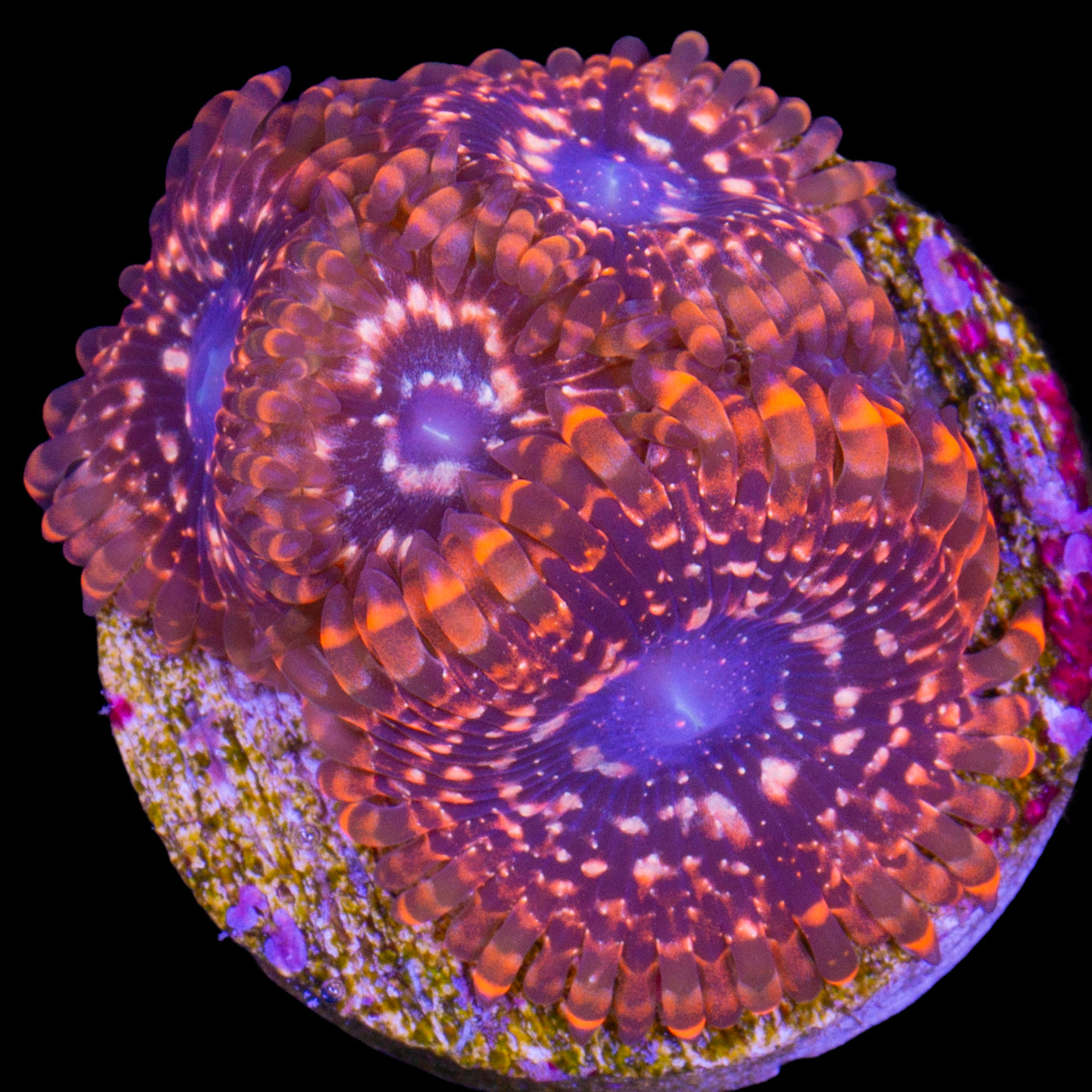 Vivid’s Utter Chaos Zoanthids