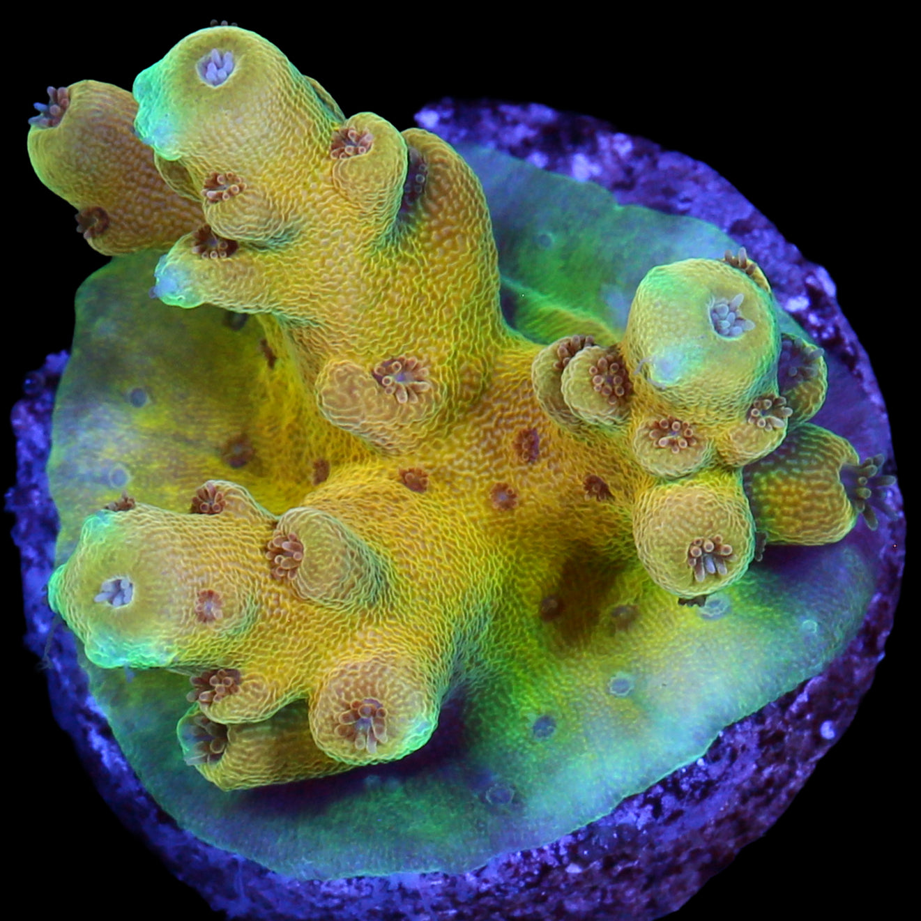 Yellow Submarine Acropora Coral - 1st Release & 800 Grown