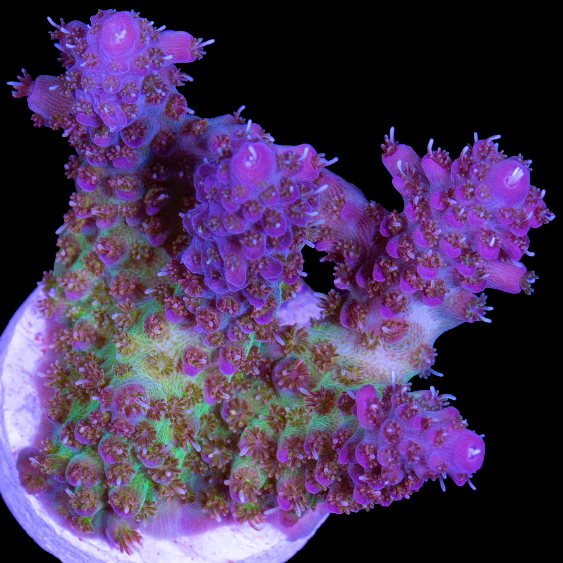 Crown Royal Acropora Coral