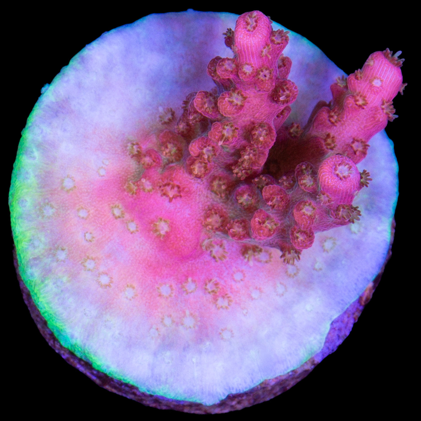 Cofefe Acropora Coral