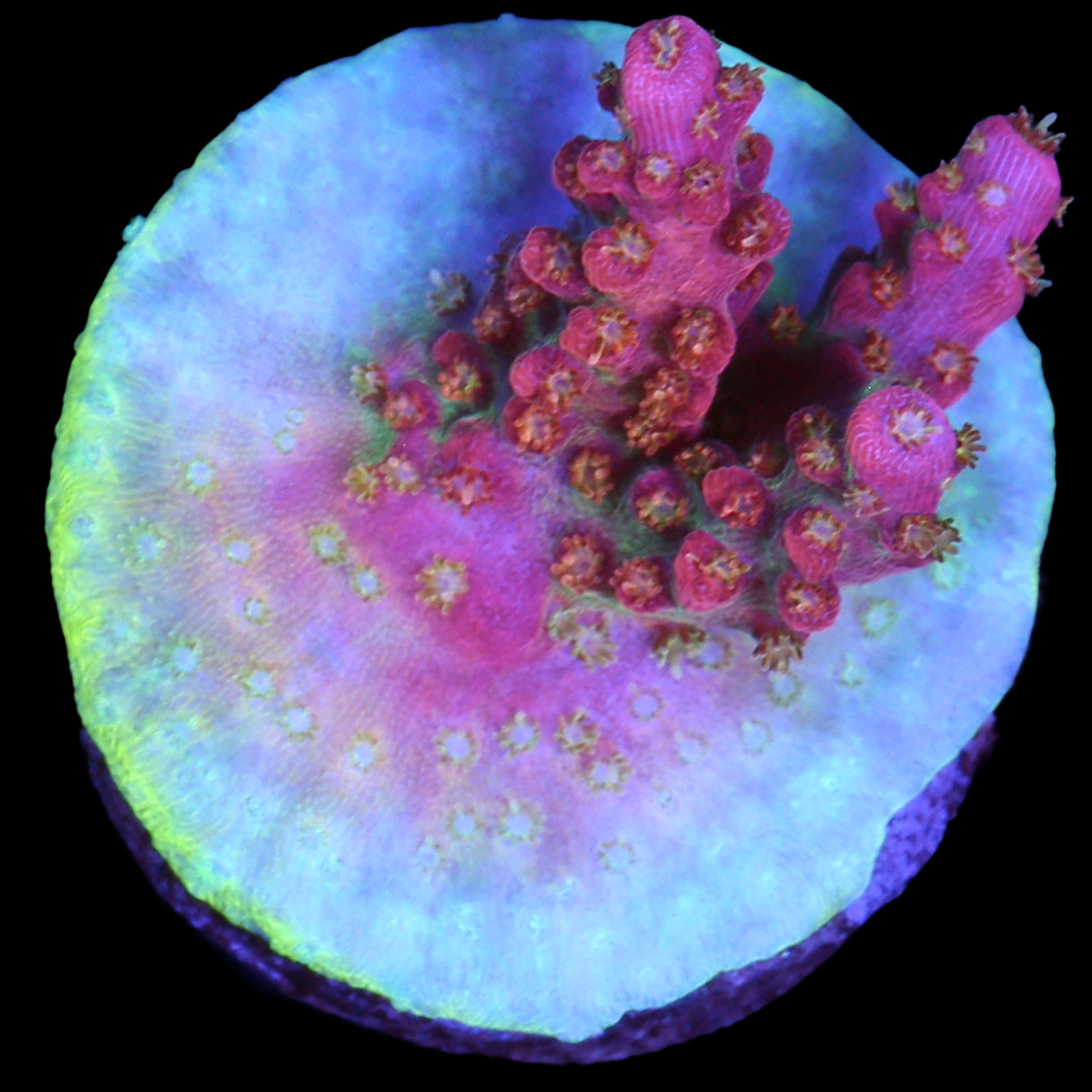 Cofefe Acropora Coral