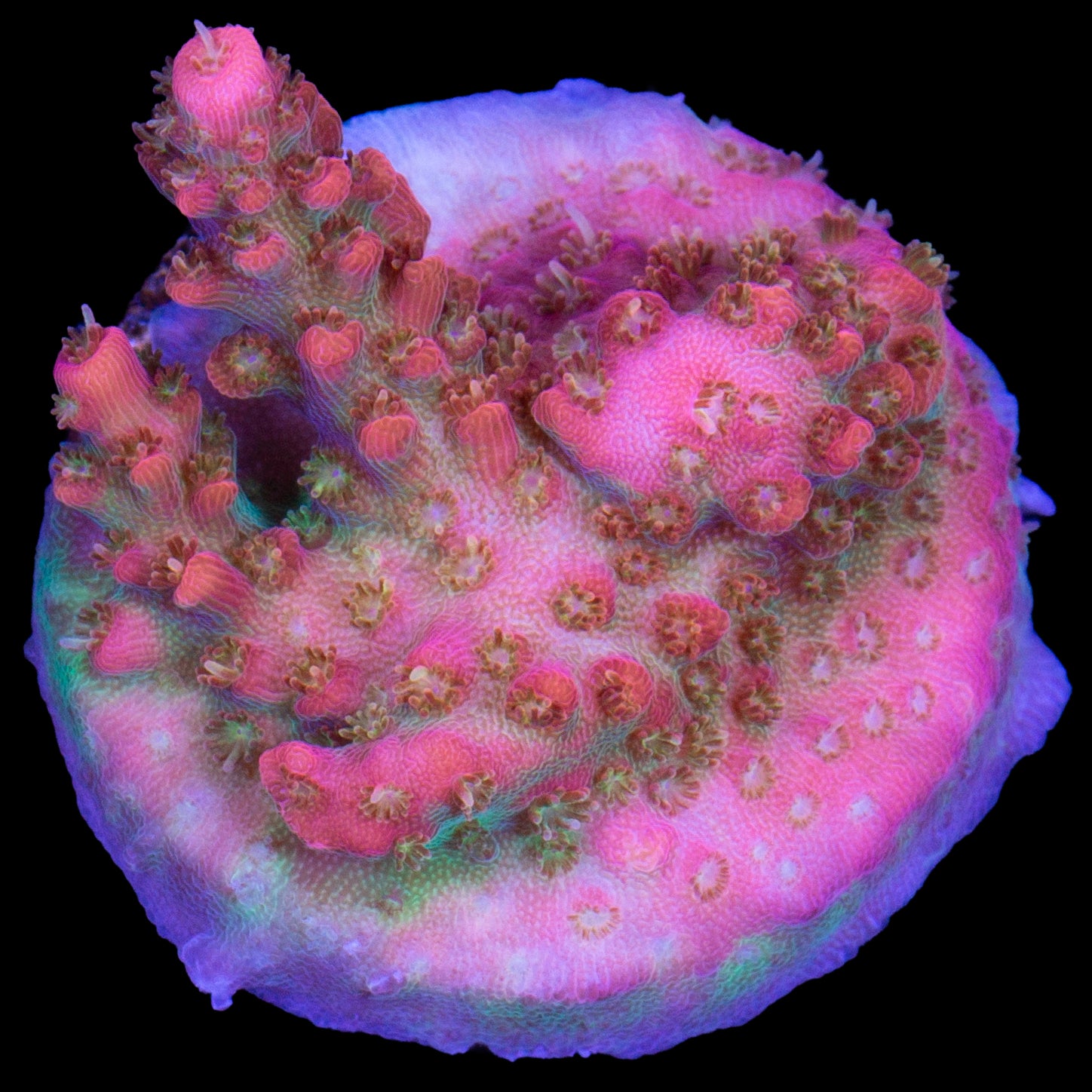 Cofefe Acropora Coral