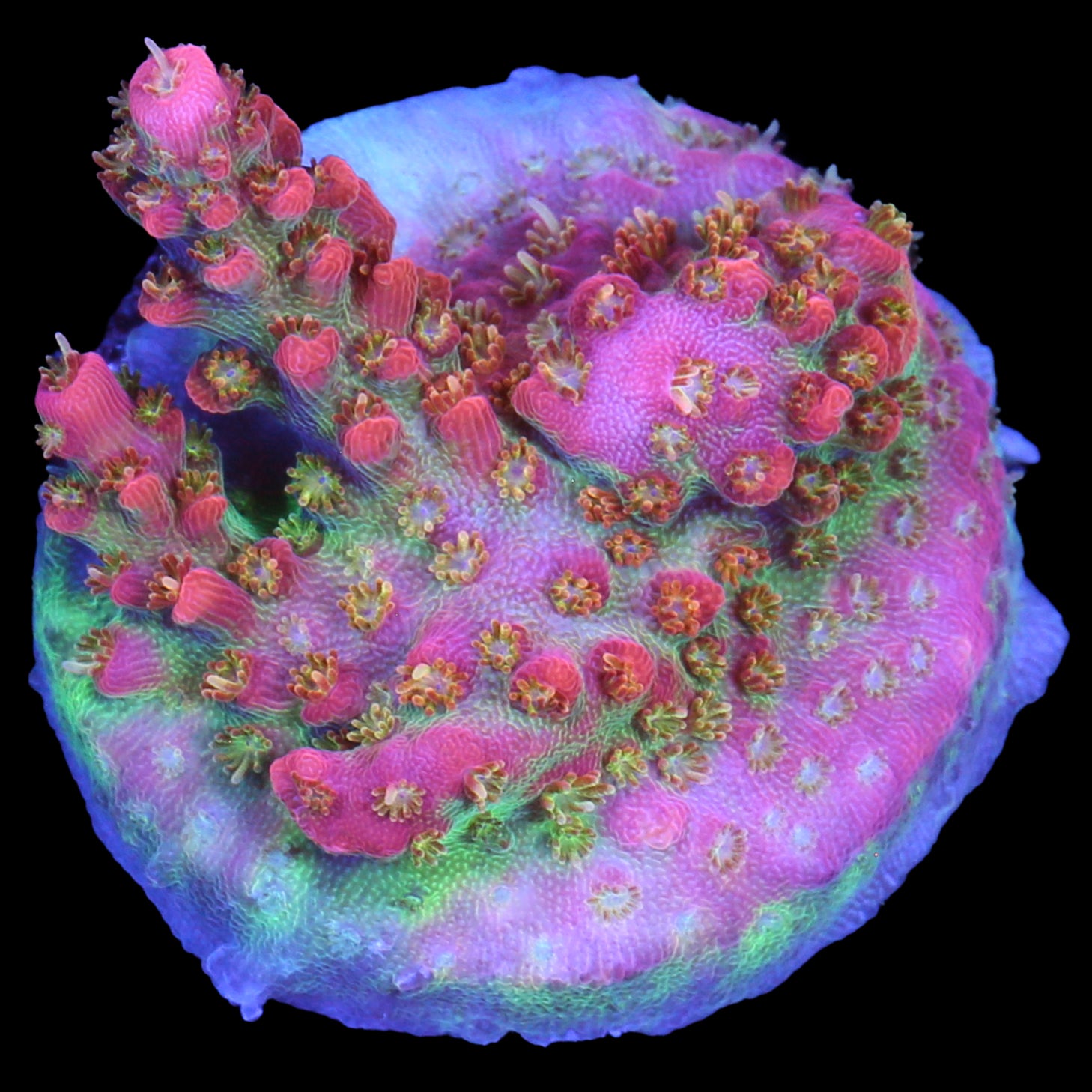 Cofefe Acropora Coral