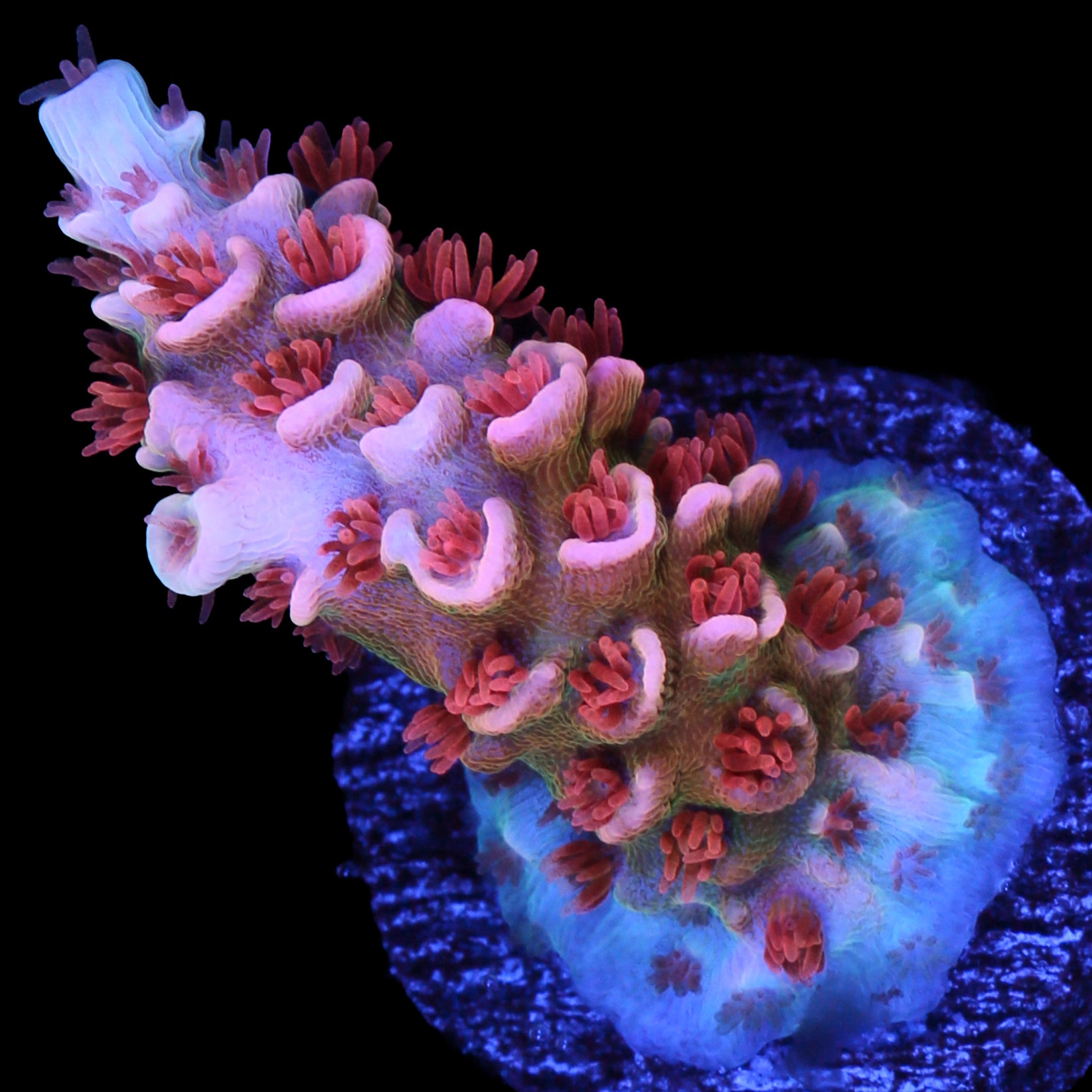 TGC Cherry Bomb Acropora Coral - 800 Grown