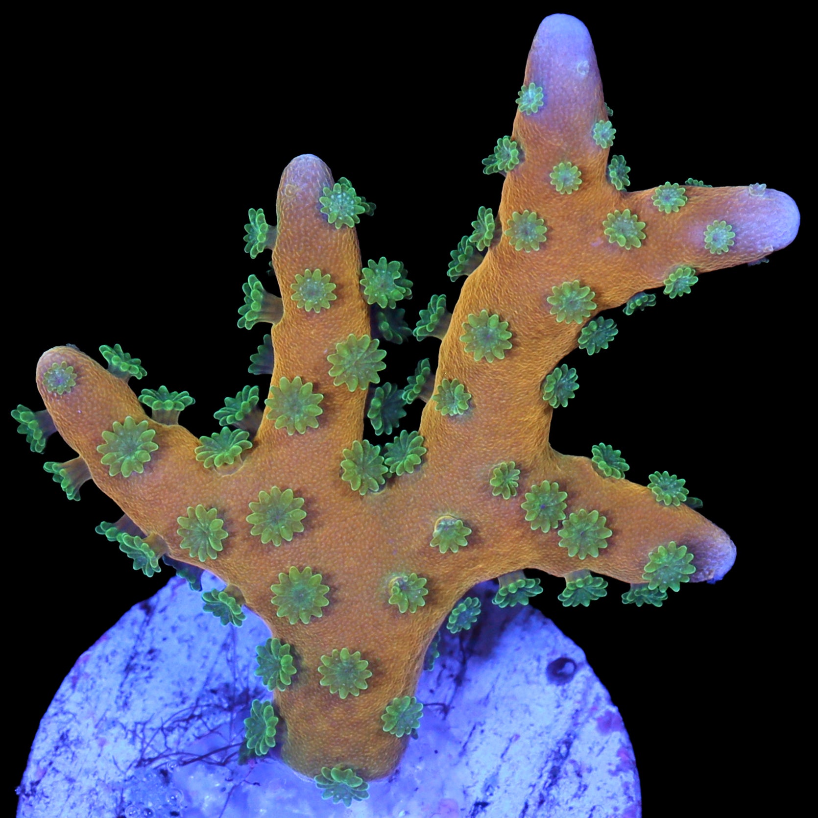 Tropicana Anacropora Coral