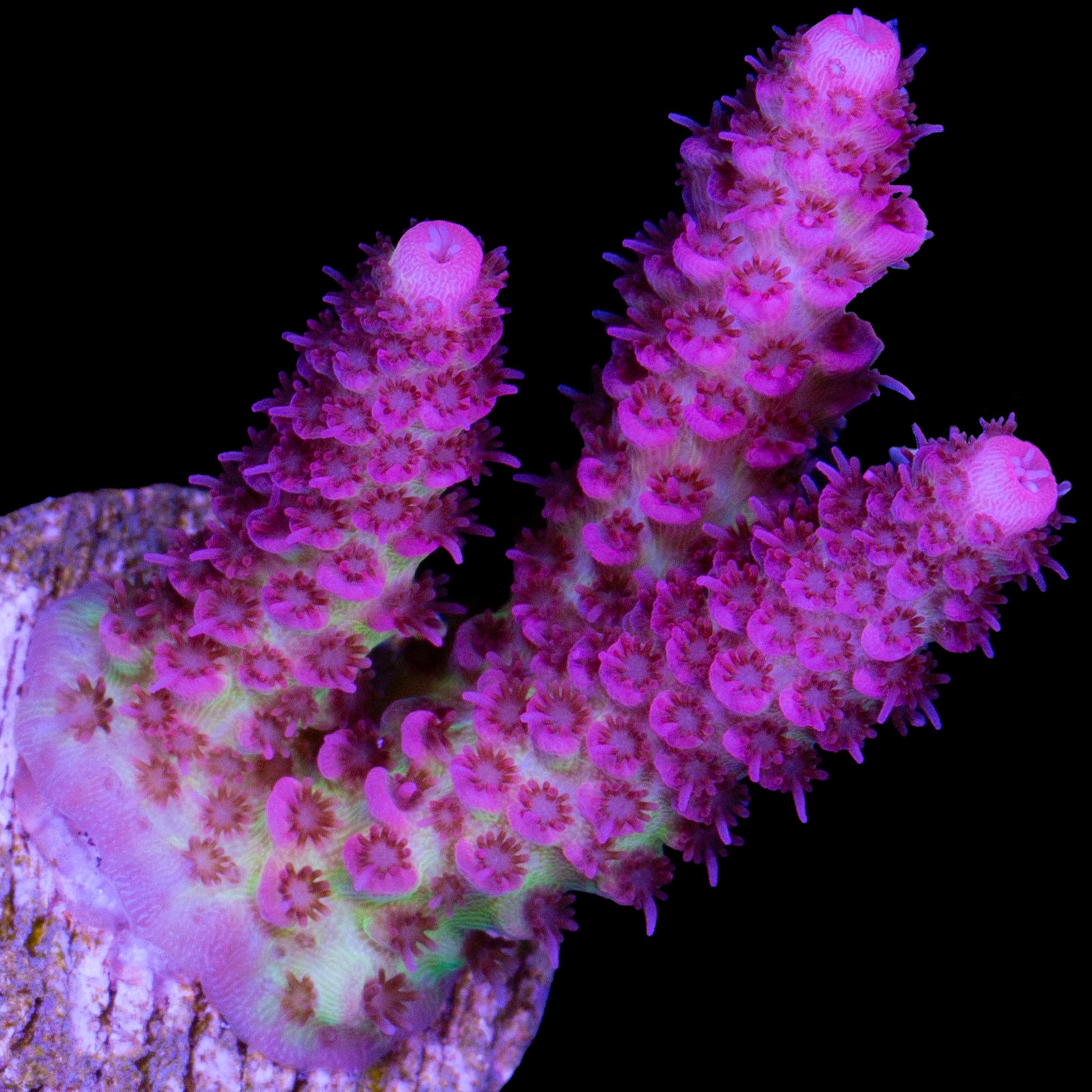 Hot Pink Table Acropora Coral