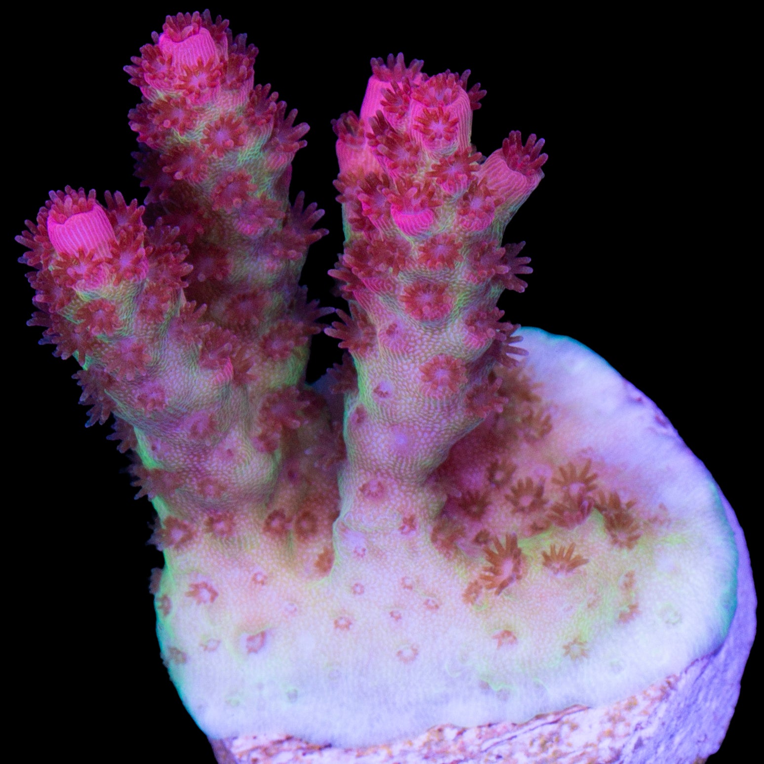 Red Planet Acropora Coral