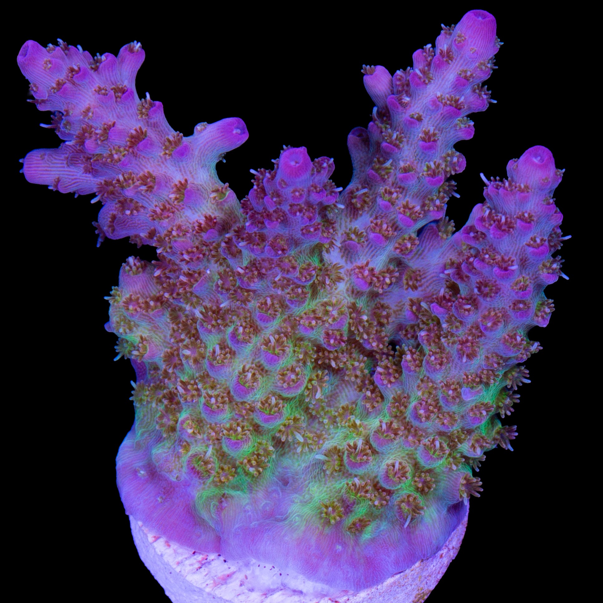 Crown Royal Acropora Coral