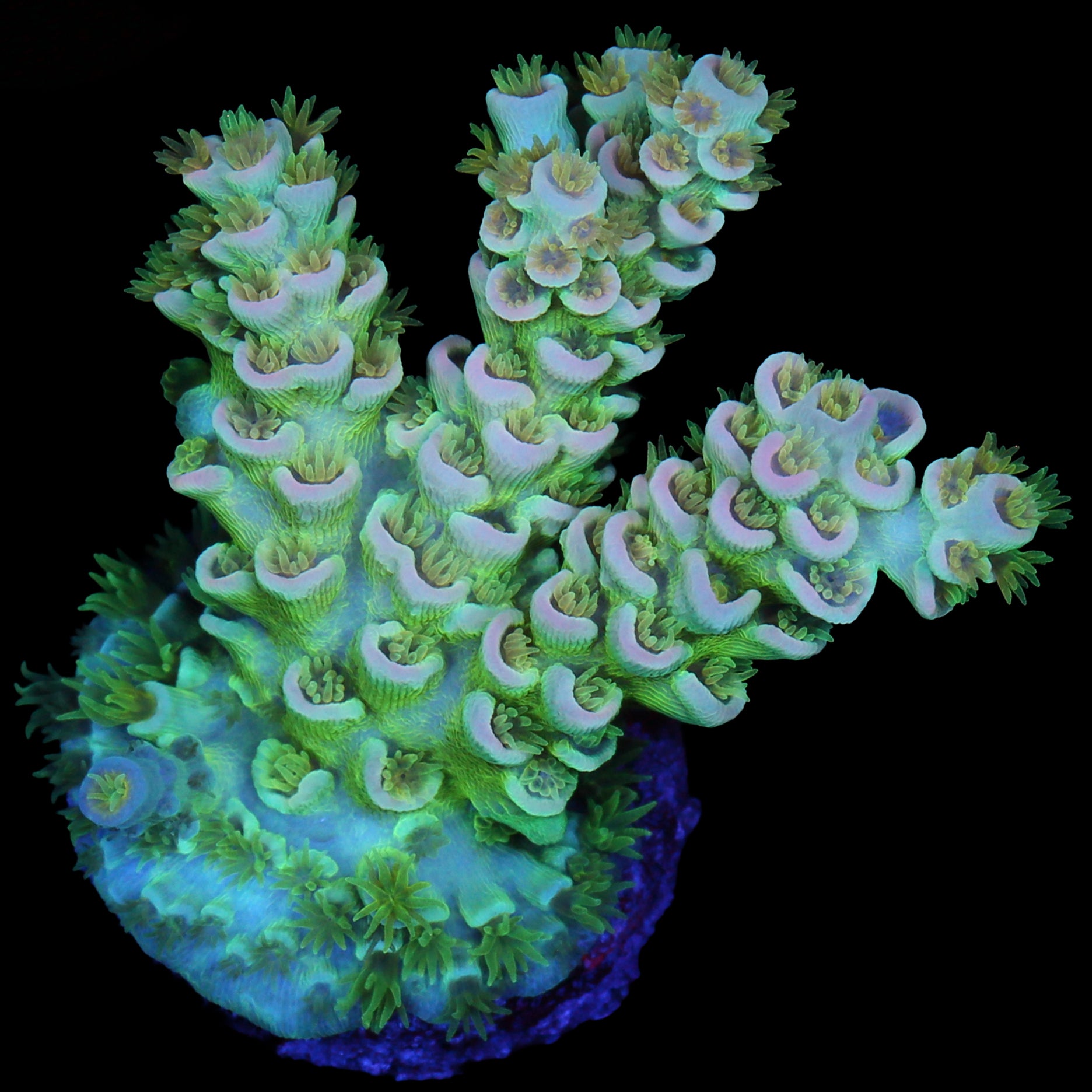 Pastel Tenuis Acropora Coral
