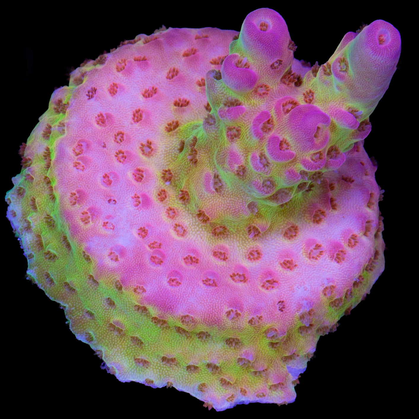 Tierra Del Fuego Acropora Coral