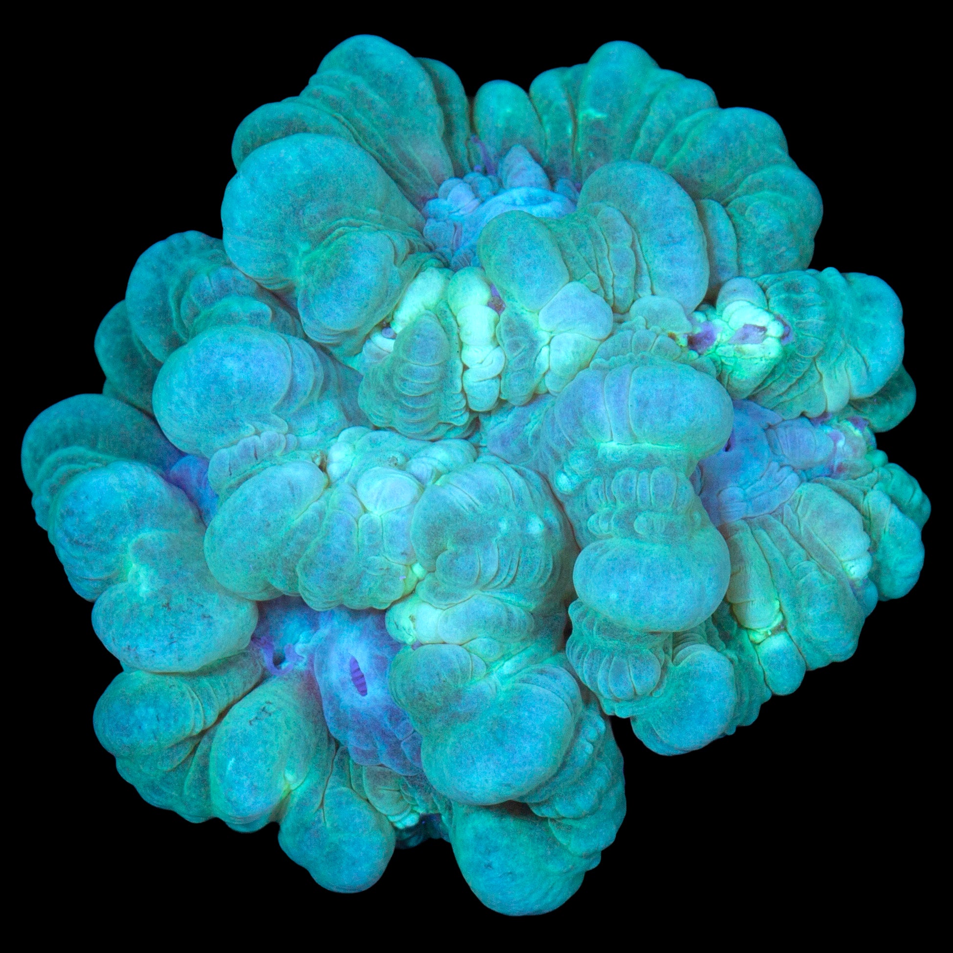 Green Candy Cane Coral