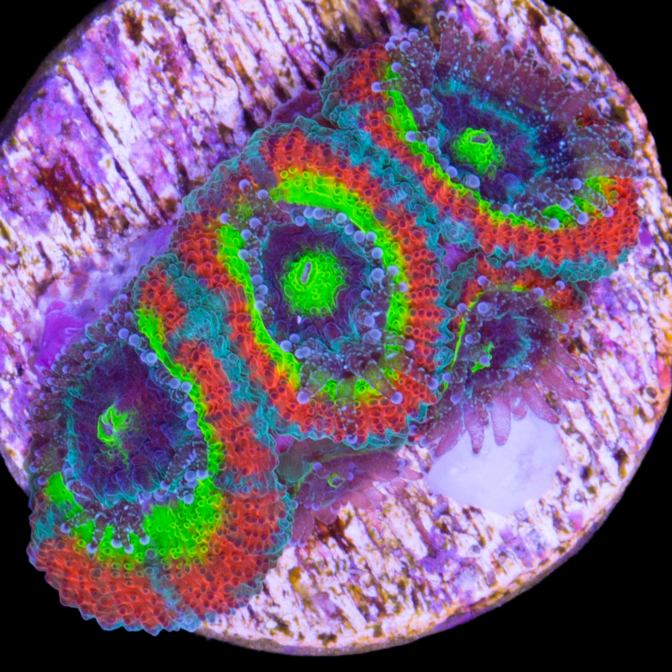 Holy Grail Micromussa Coral