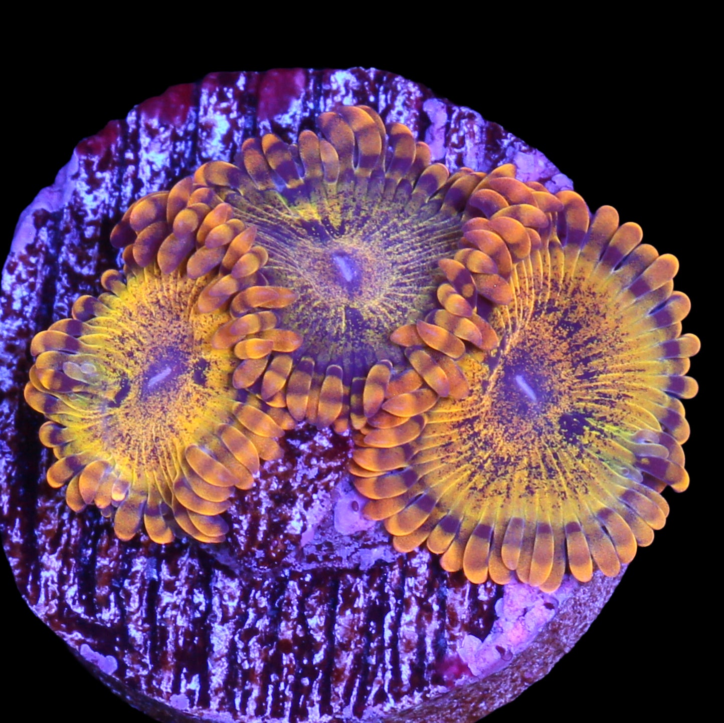 Vivid's Gold Maul Zoanthids