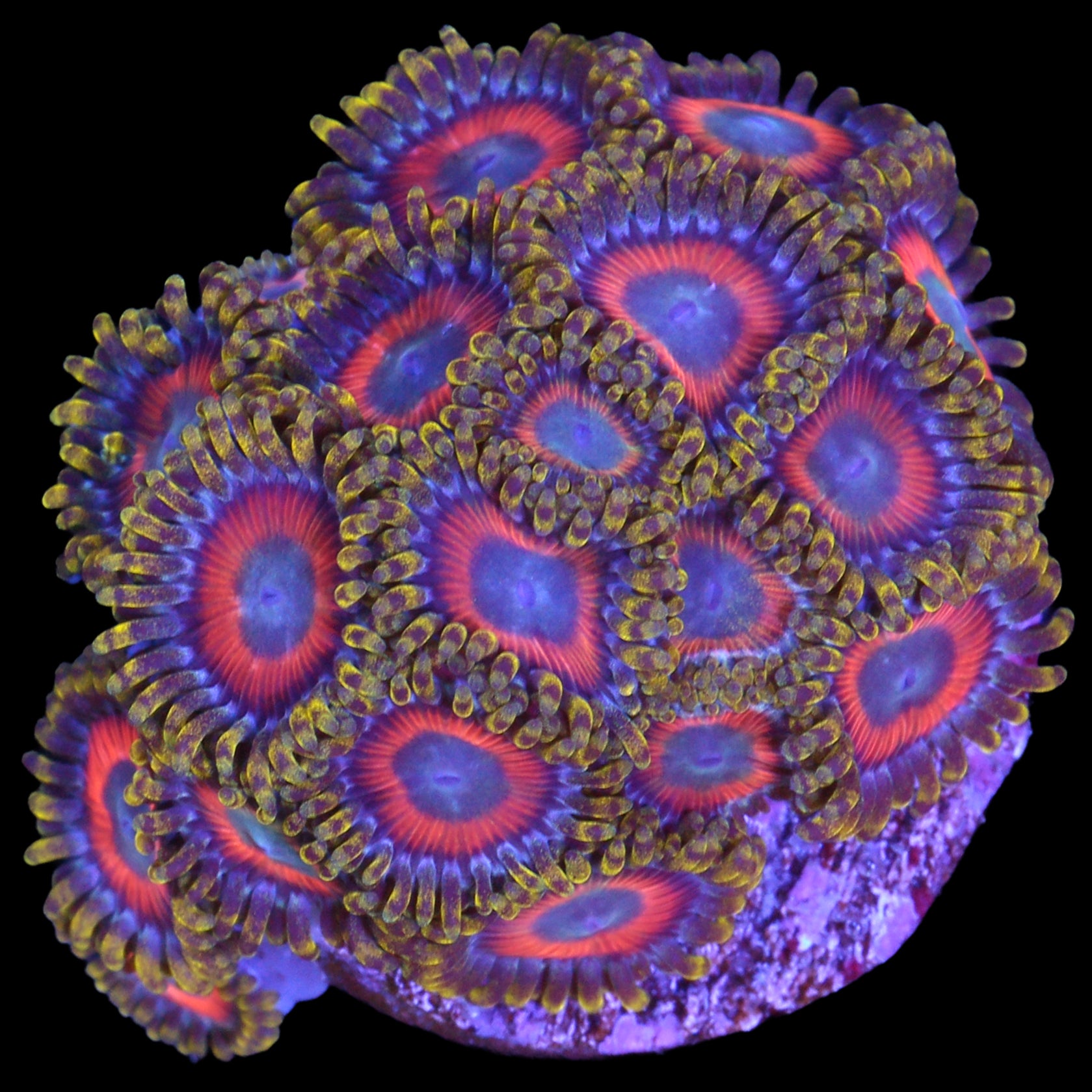 Vivid's Eagle Eyes Zoanthids