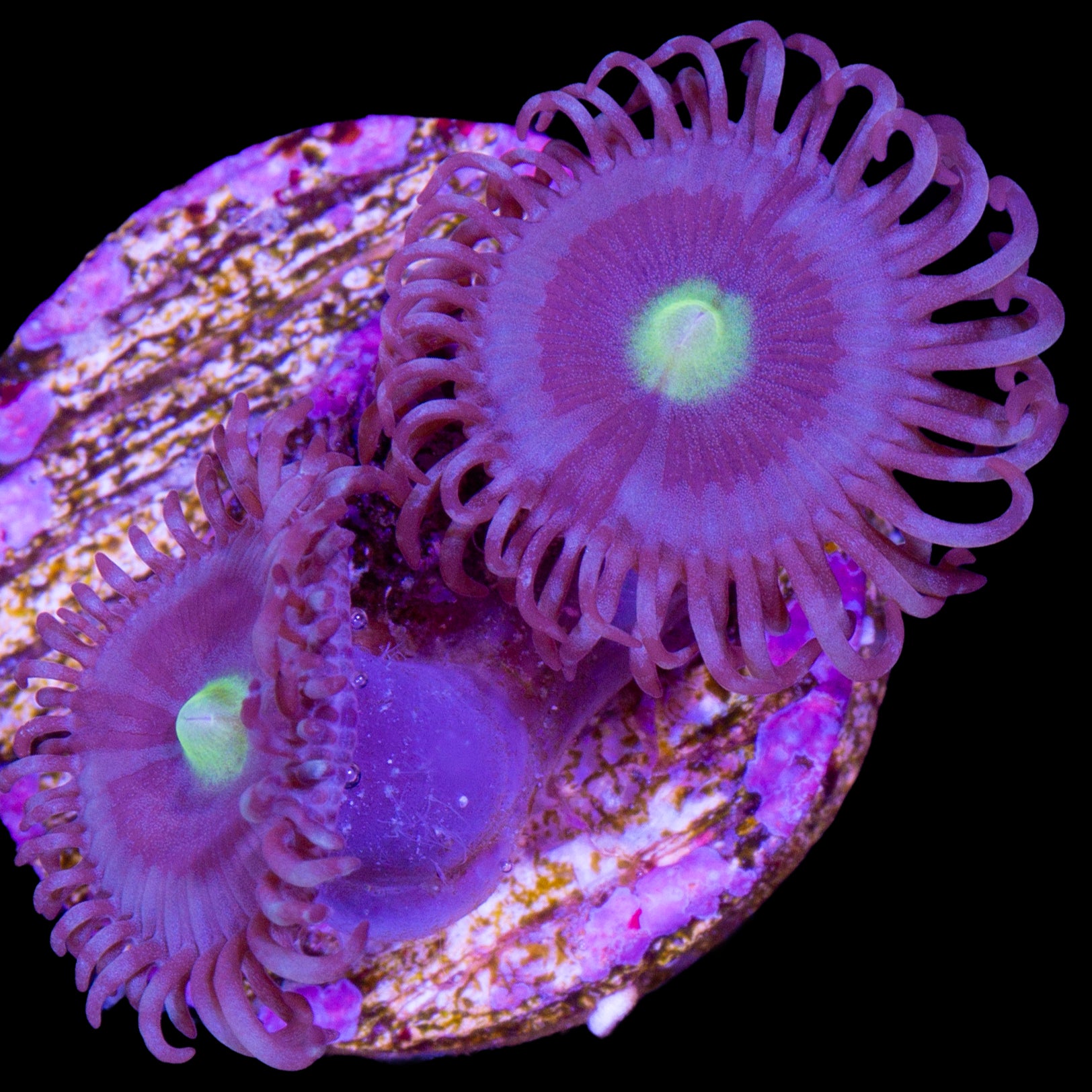 Vivid's Blue Bells Zoanthids