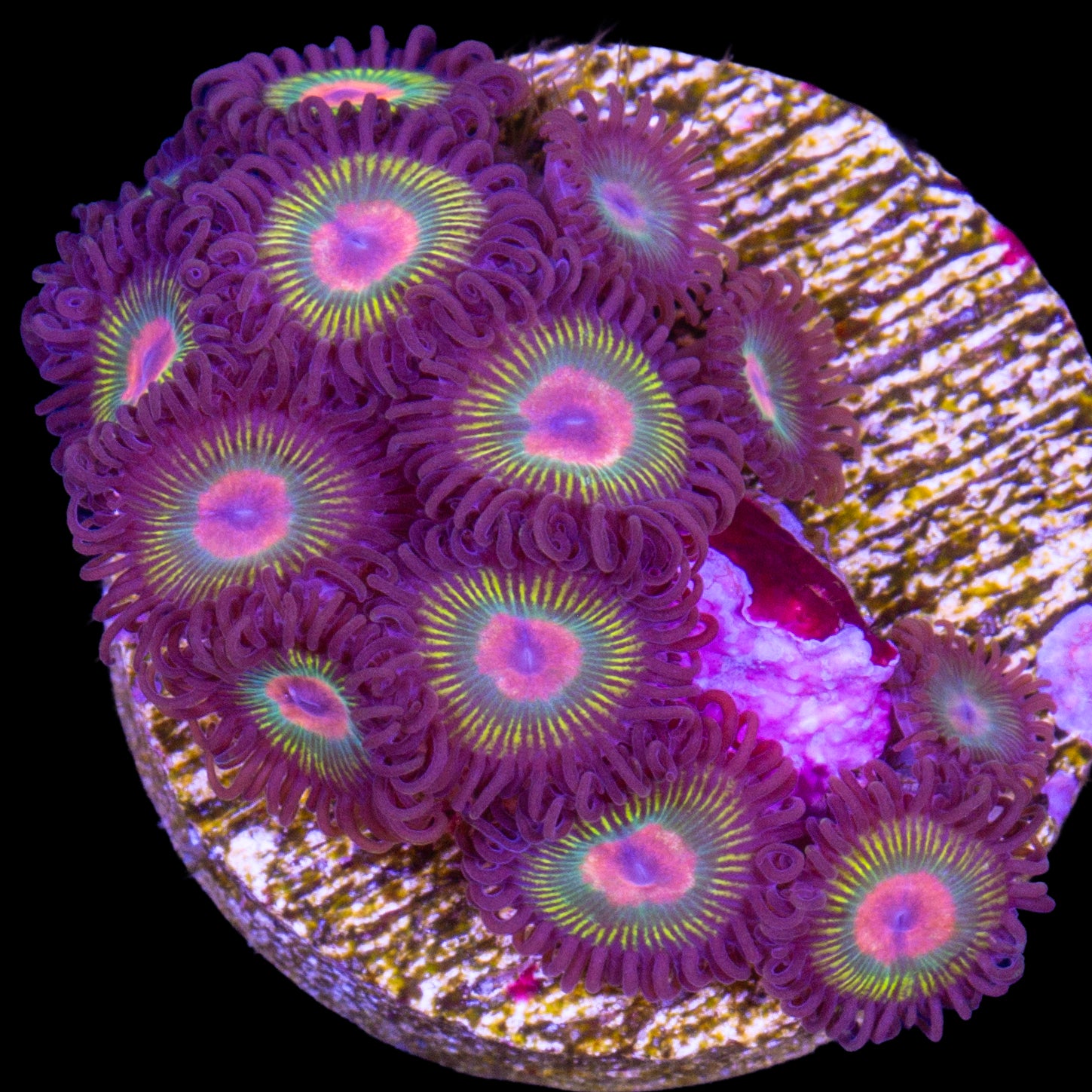 Gorilla Nipple Zoanthids
