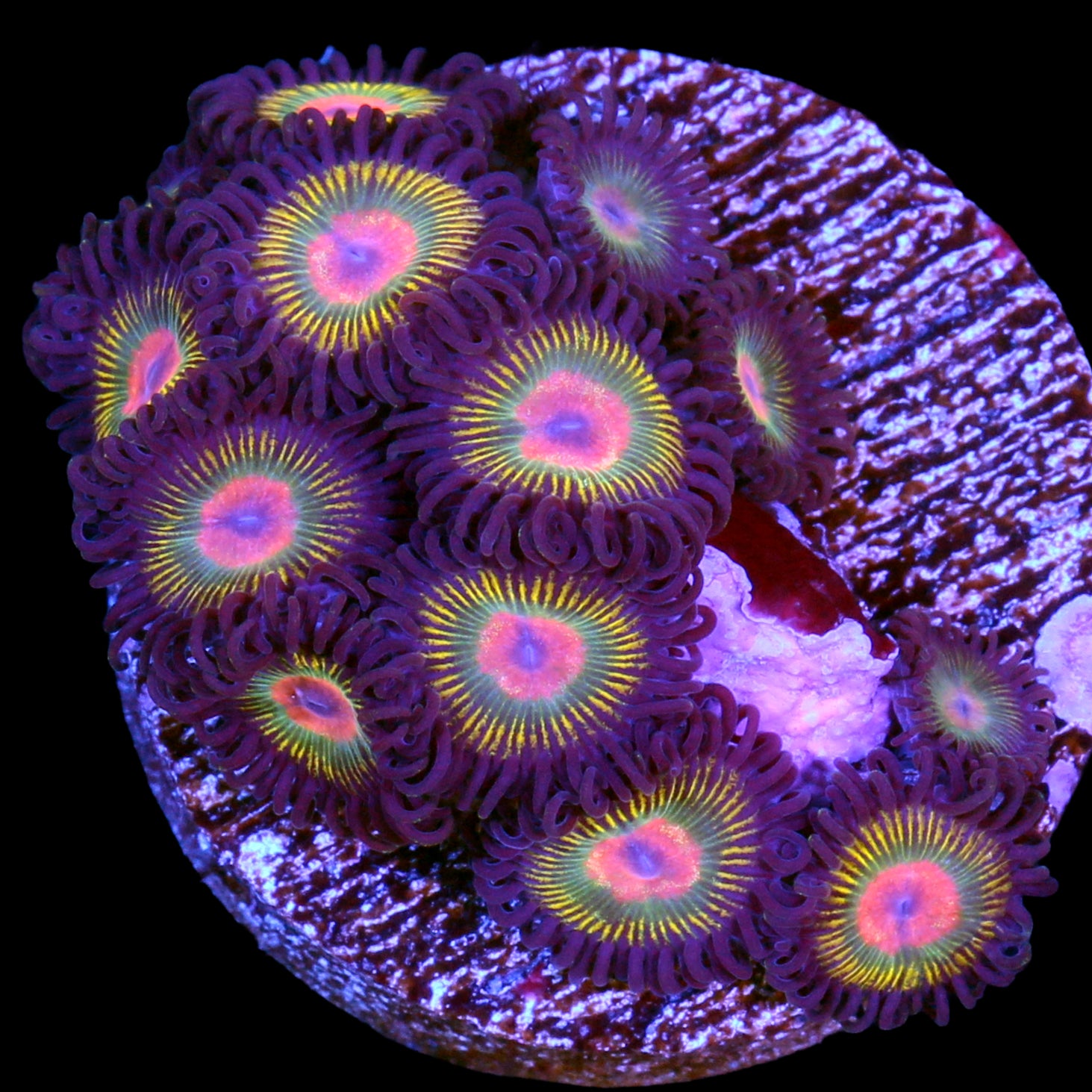 Gorilla Nipple Zoanthids