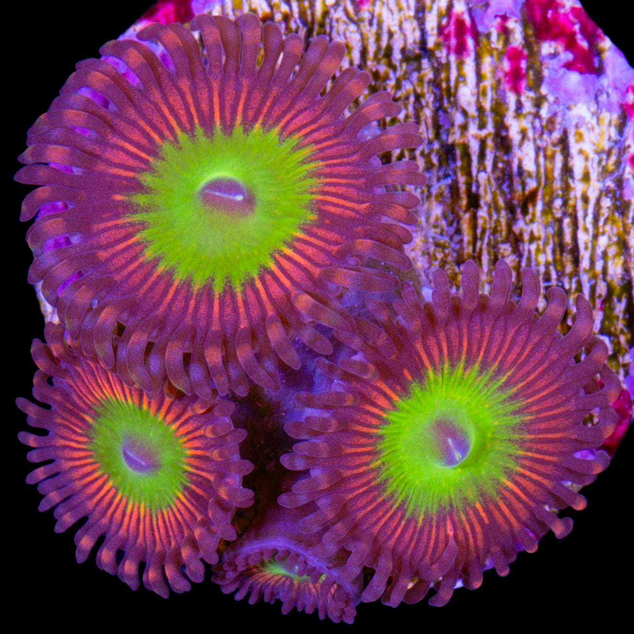 Chucky's Bride Zoanthids