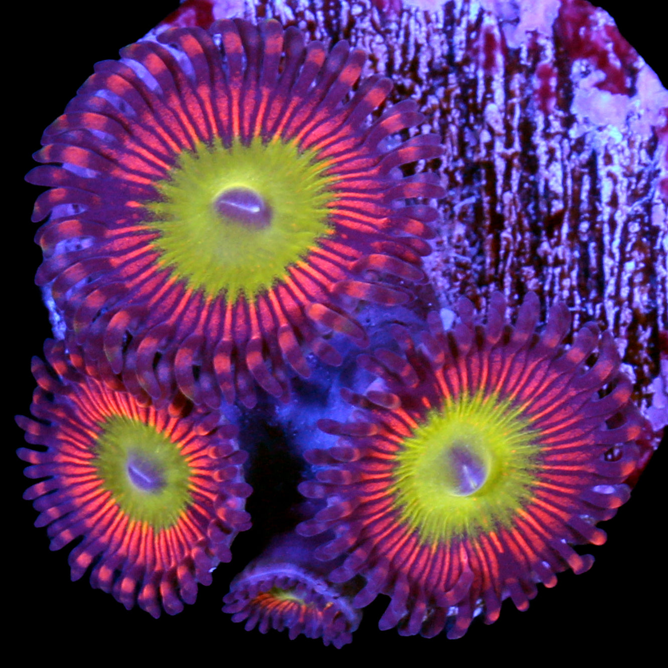Vivid's Chucky's Bride Zoanthids