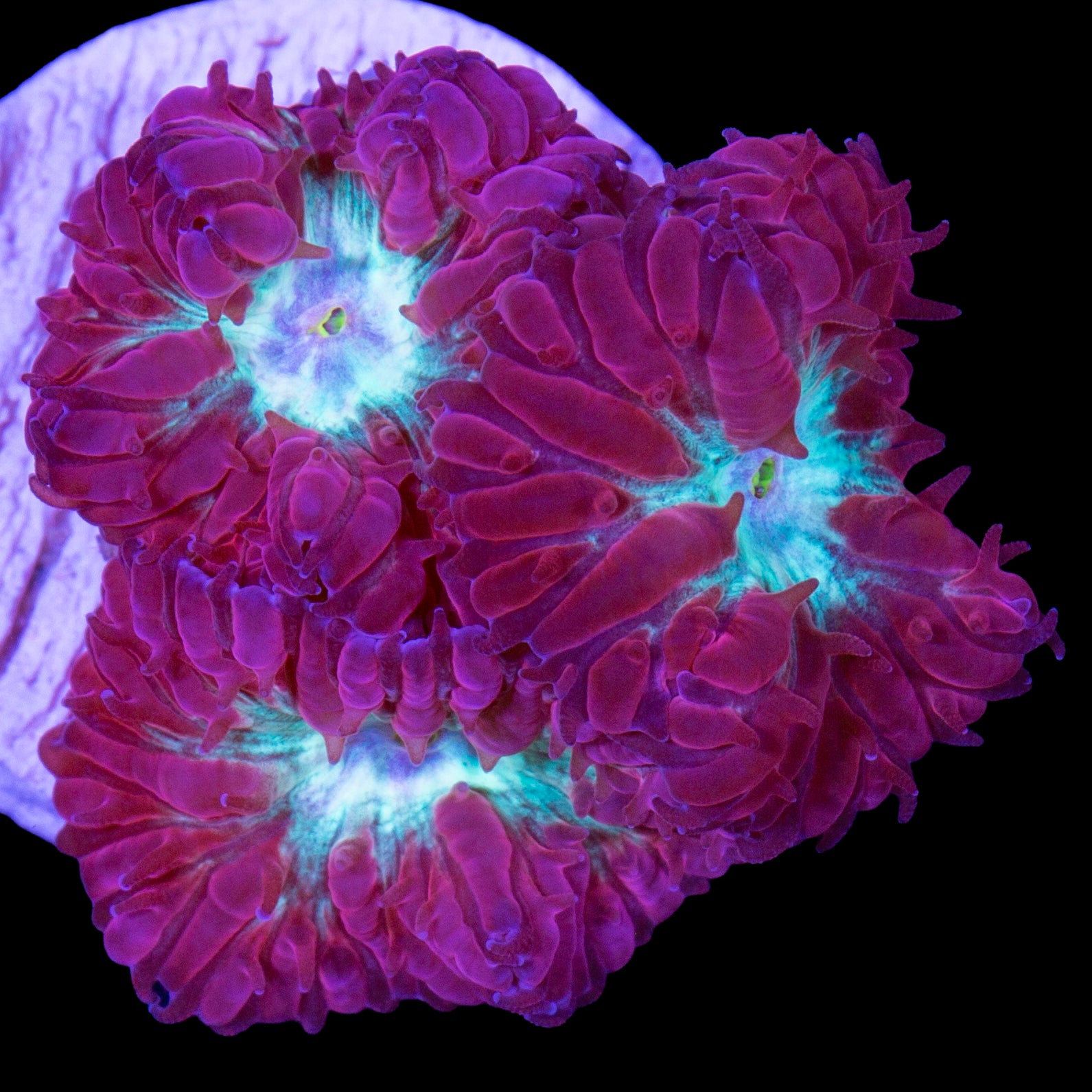 Appleberry Blastomussa Merletti Coral