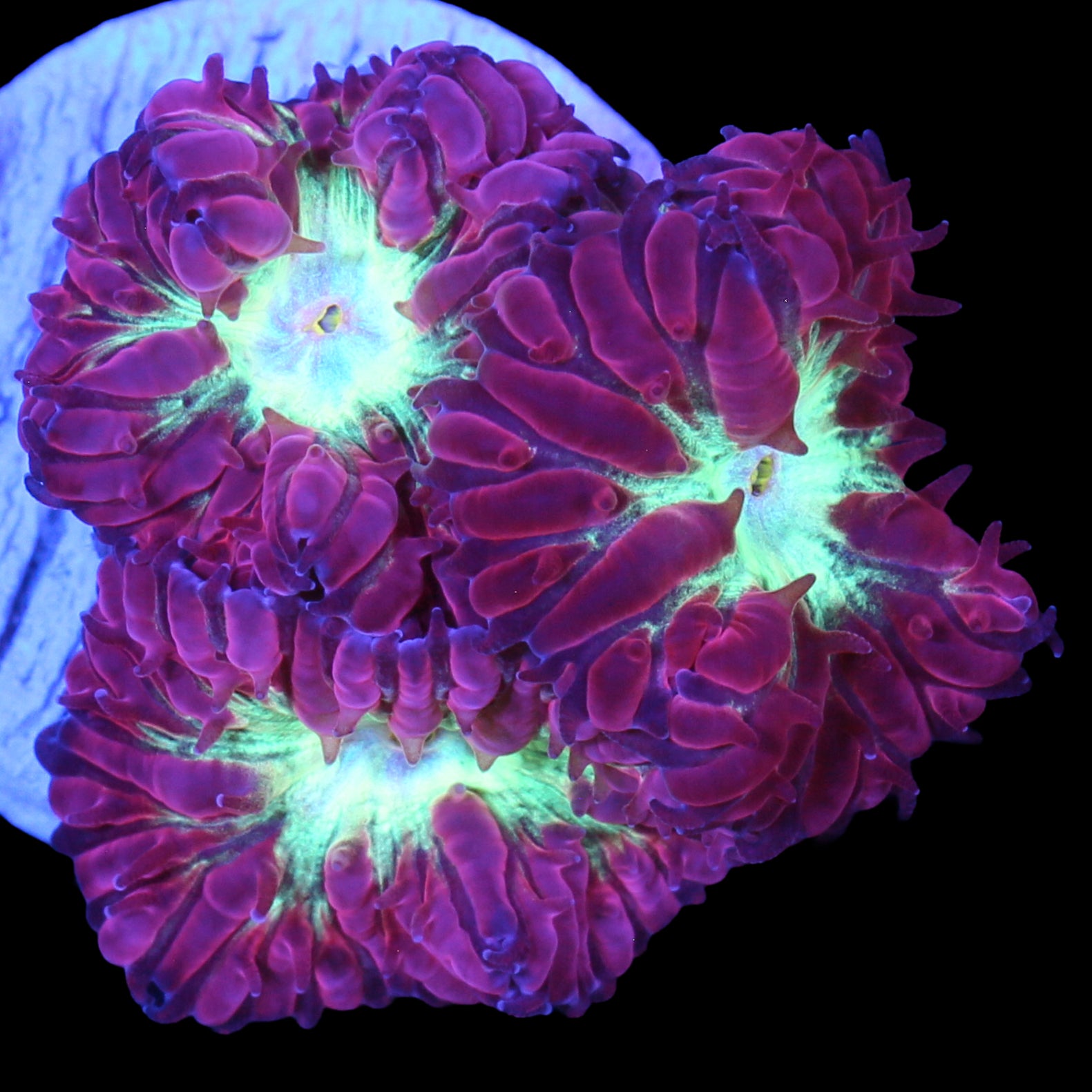 Appleberry Blastomussa Merletti Coral