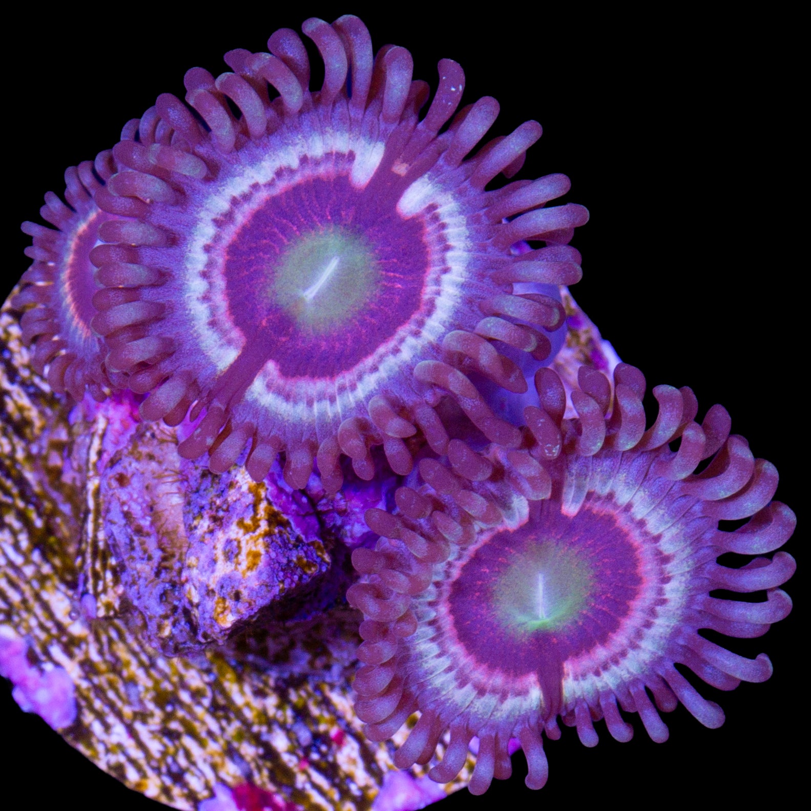 Vivid's Hawkmoon Zoanthids