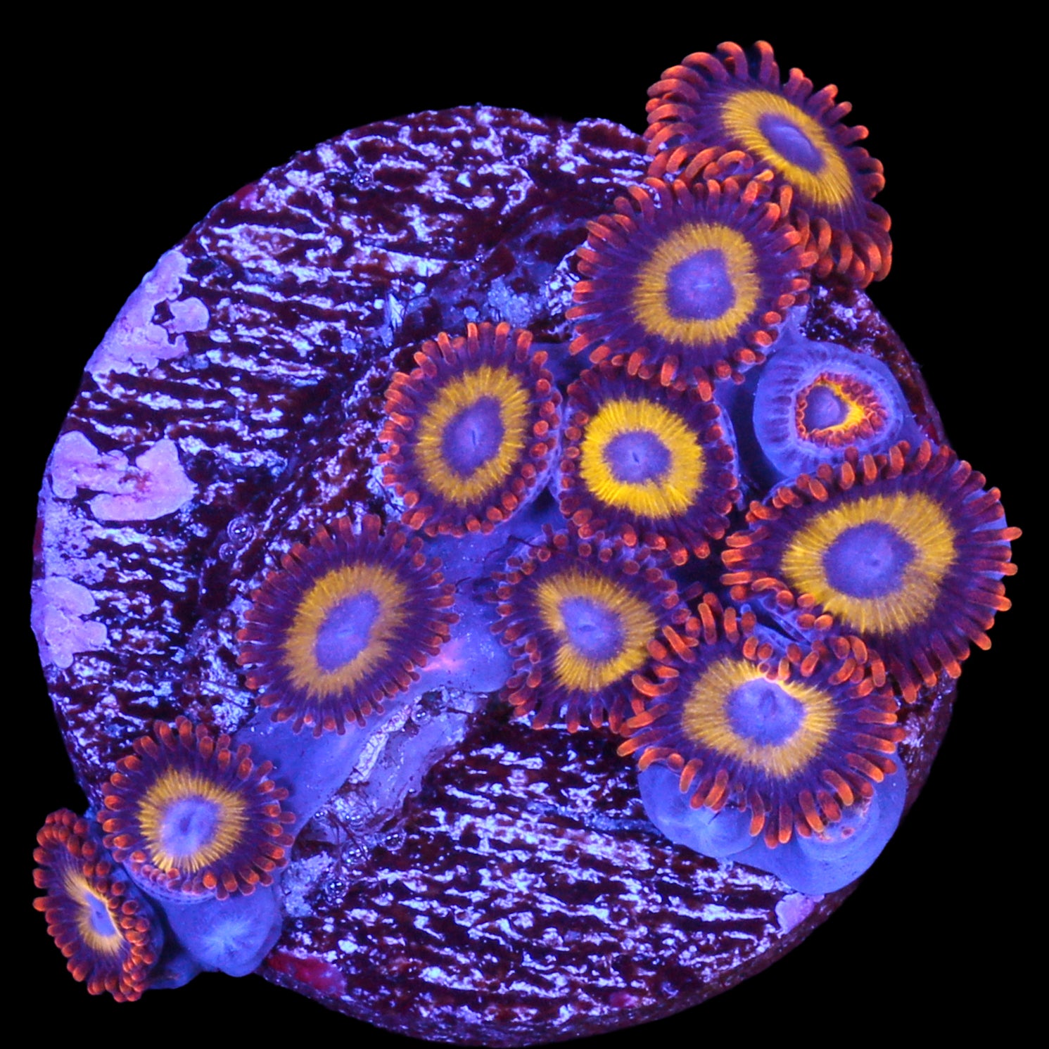 Vivid's Fruit Loops Zoanthids