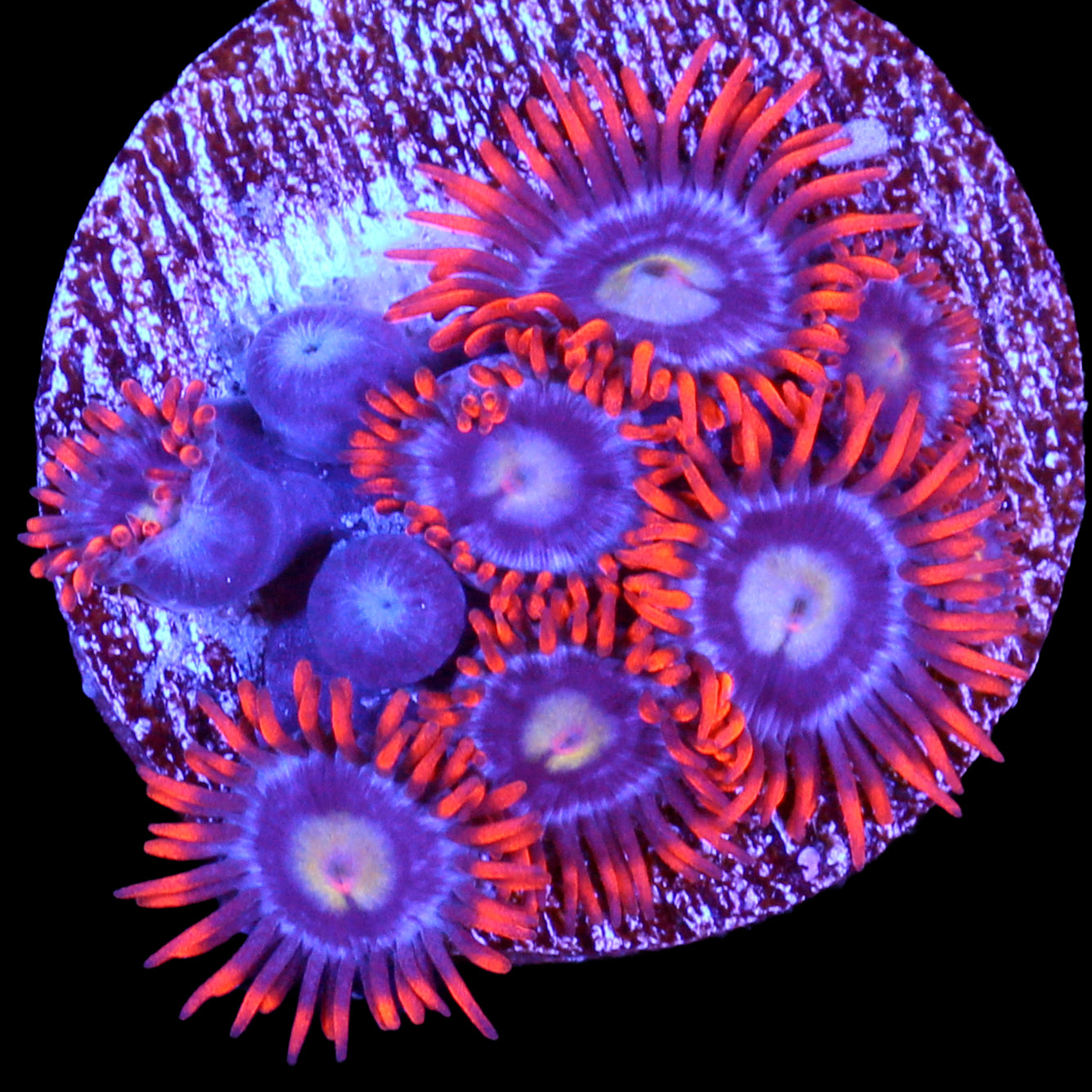 Vivid's Fire & Ice Zoanthids