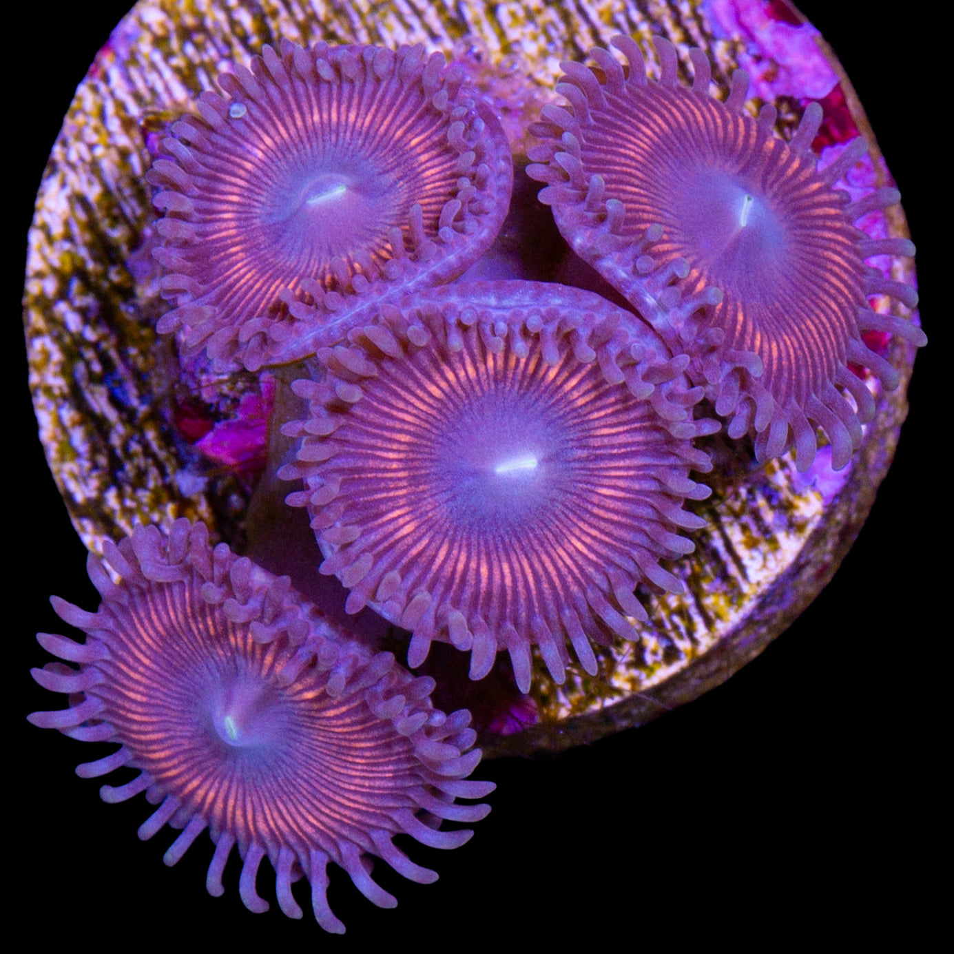 Vivid's Mystery Zoanthids