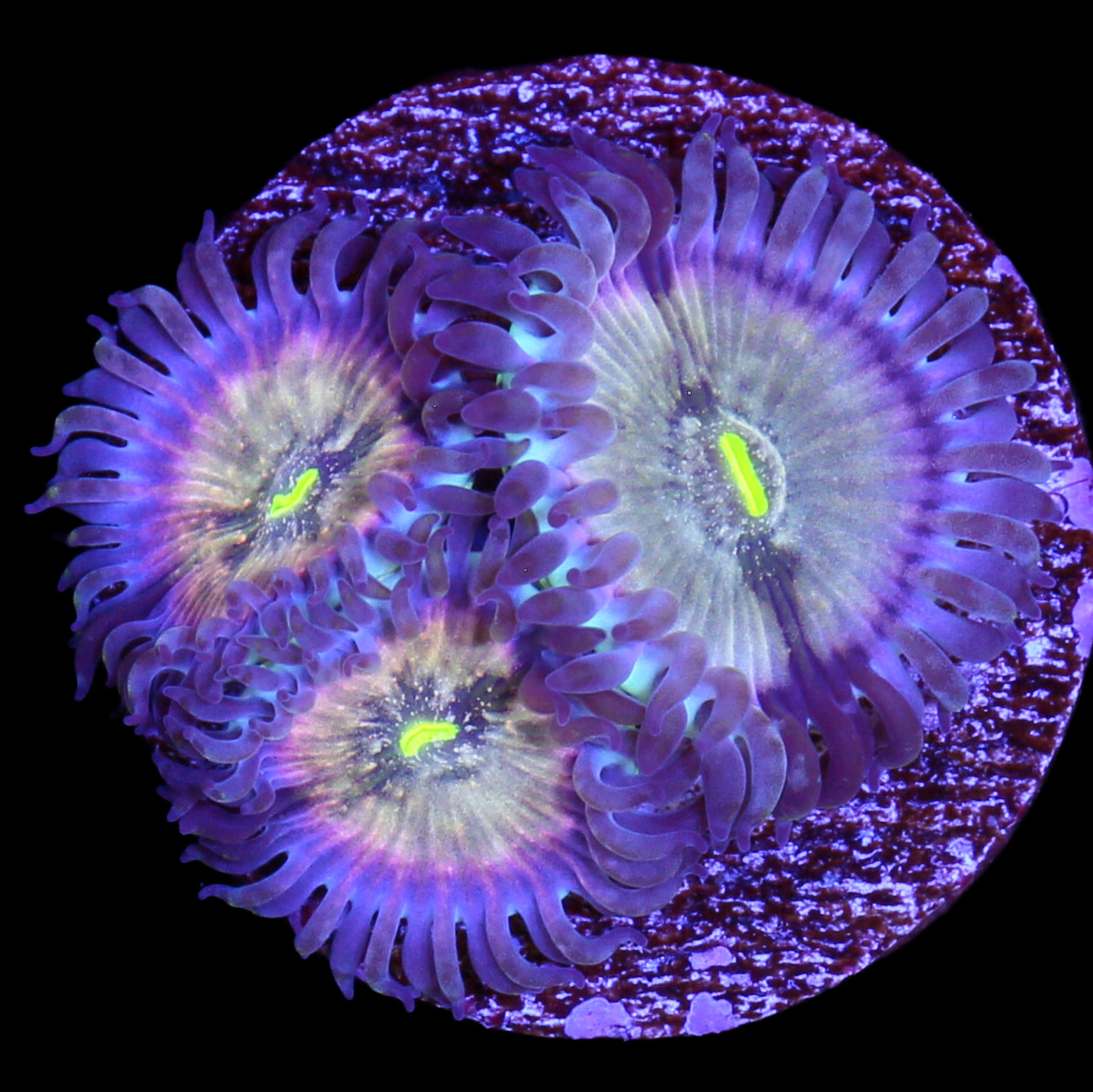Vivid's Hawaiian Zoanthids
