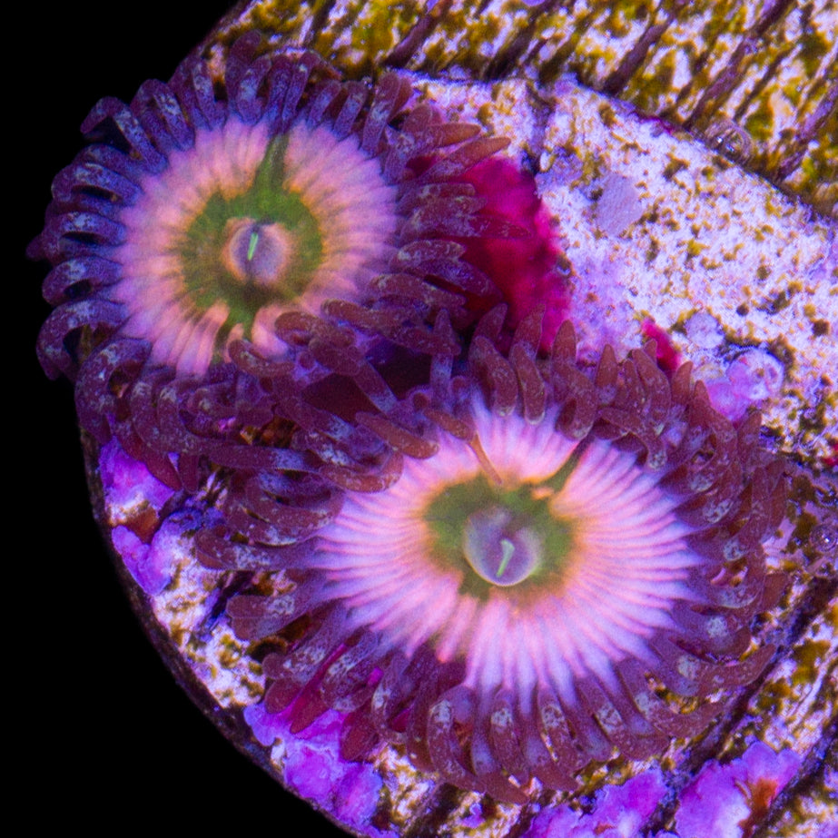 Vivid's Rainbow Infusion Zoanthids