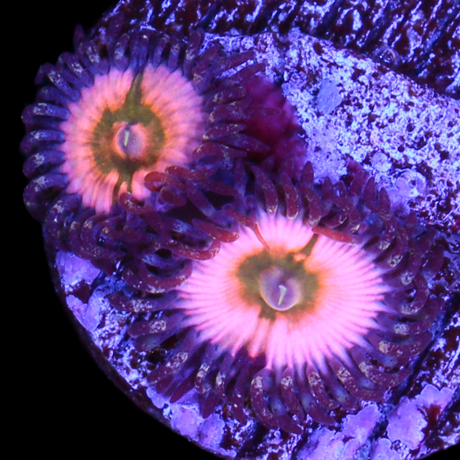 Vivid's Rainbow Infusion Zoanthids