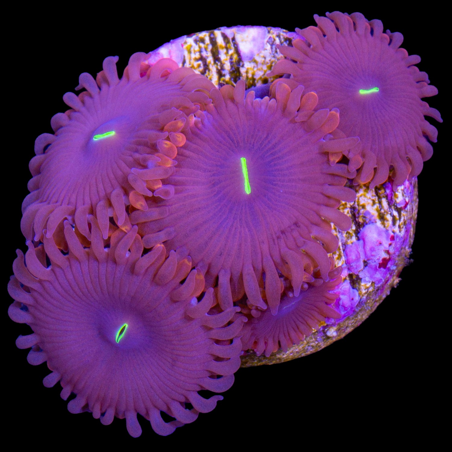 Red People Eater Zoanthids