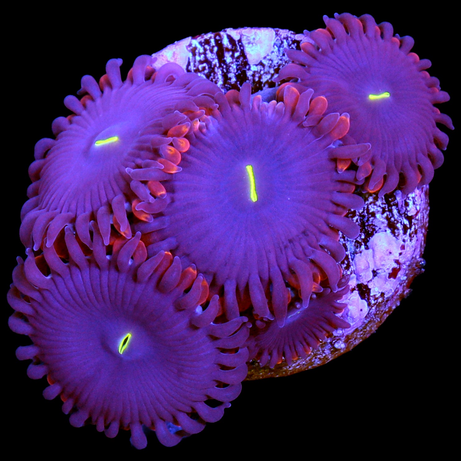 Vivid's Red People Eater Zoanthids