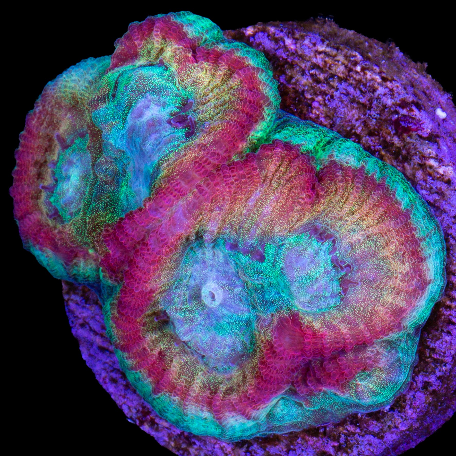 Ultimate Rainbow Favia Coral