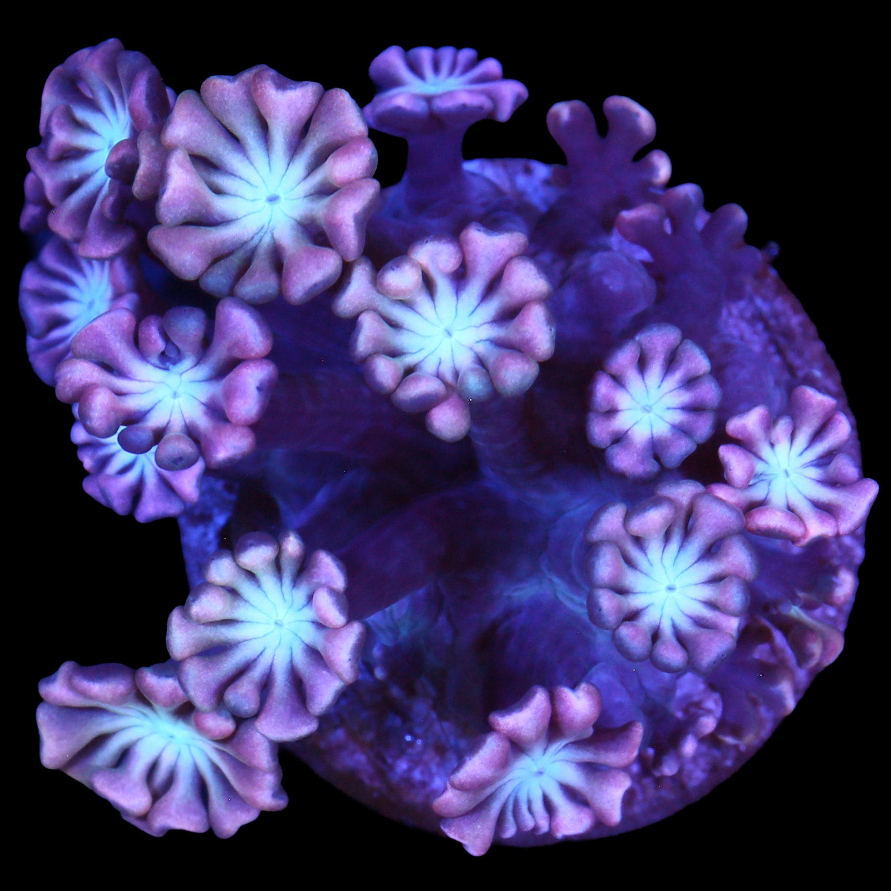 Pink Alveopora Coral