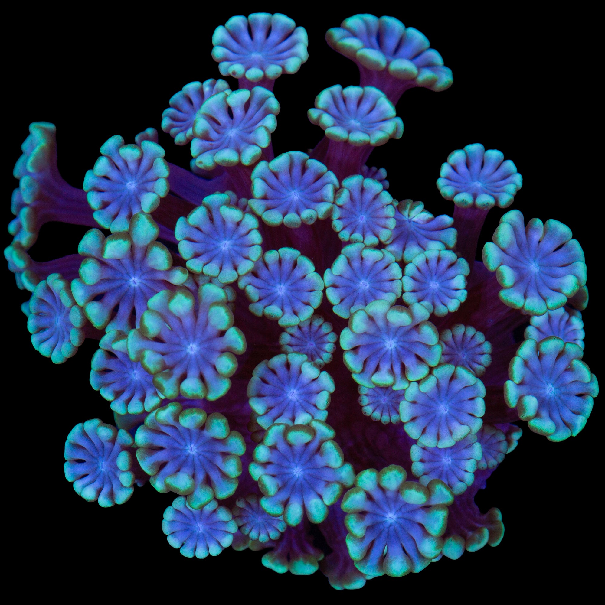Blue Green Alveopora Coral