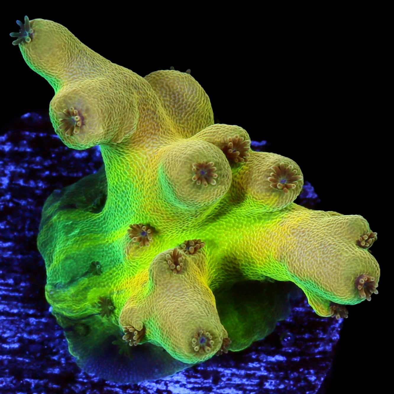 Yellow Submarine Acropora Coral - 800 Grown