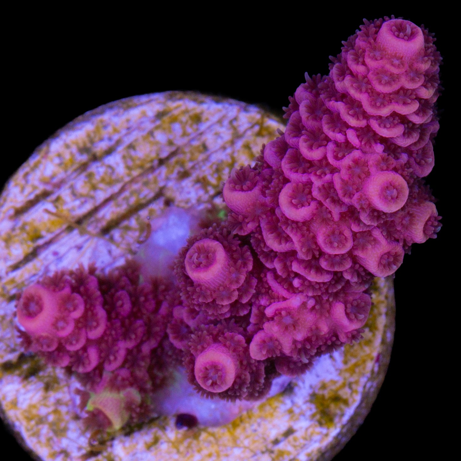 Rosemary Acropora Coral