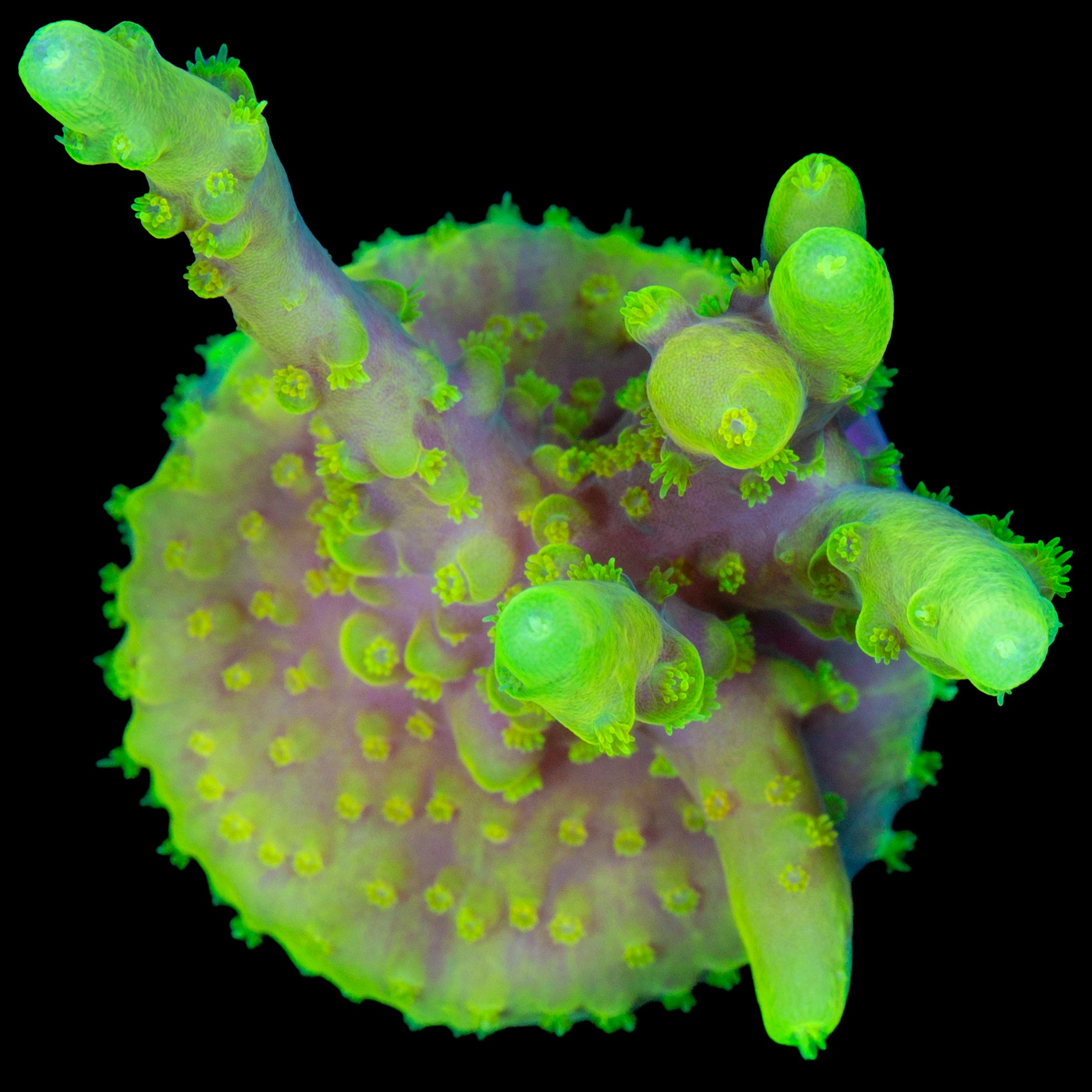 Glowstick Acropora Caroliniana Coral