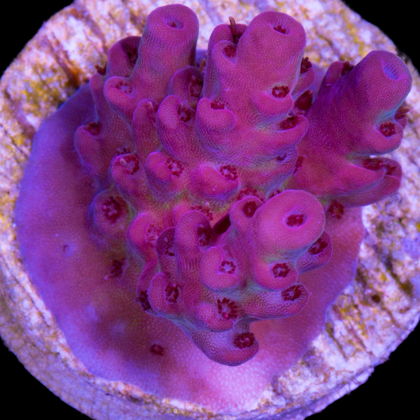 Pink Ink Acropora Coral