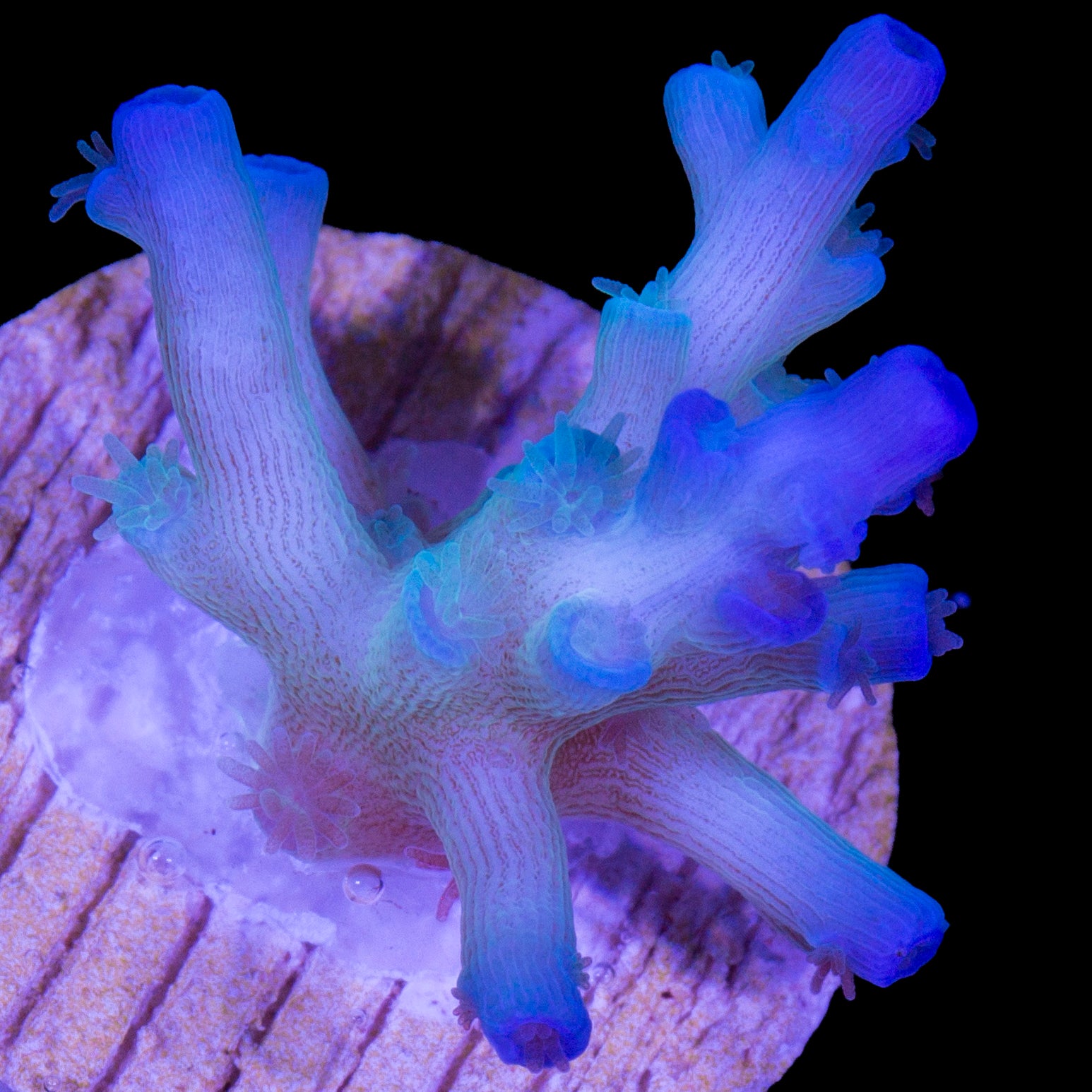 Ice Fire Echinata Acropora Coral