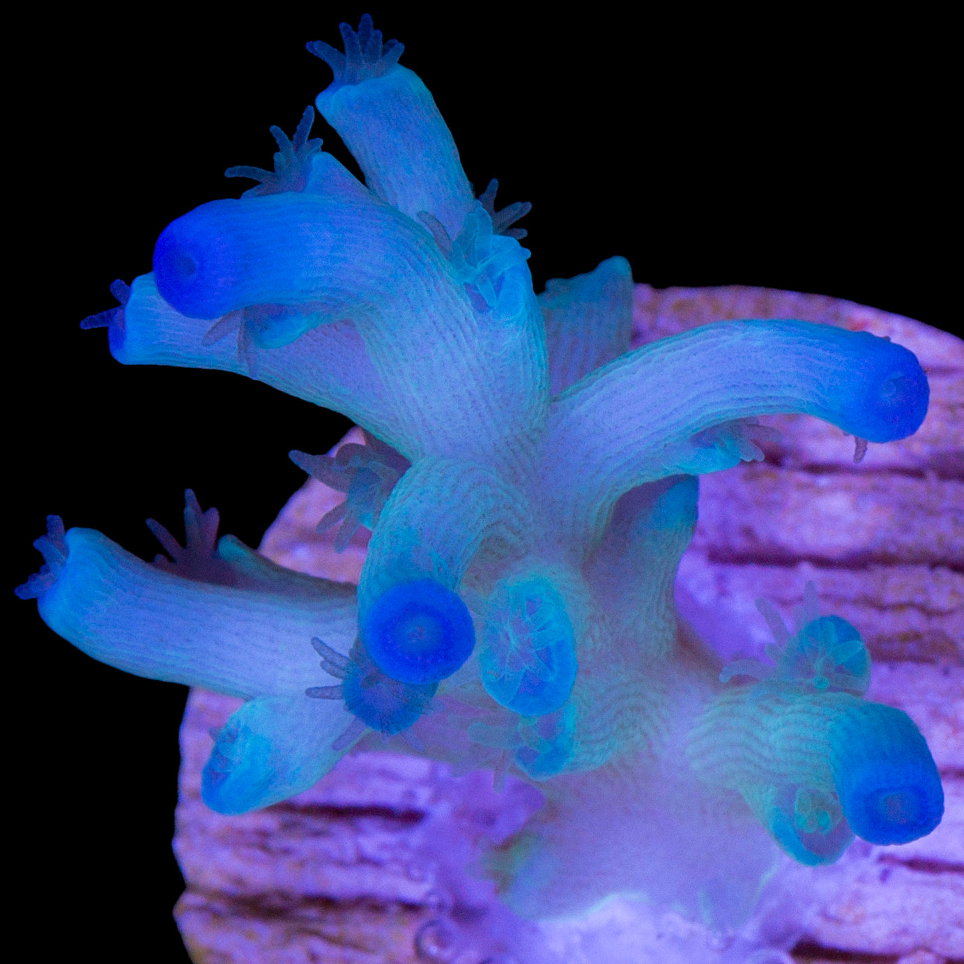 Ice Fire Echinata Acropora Coral